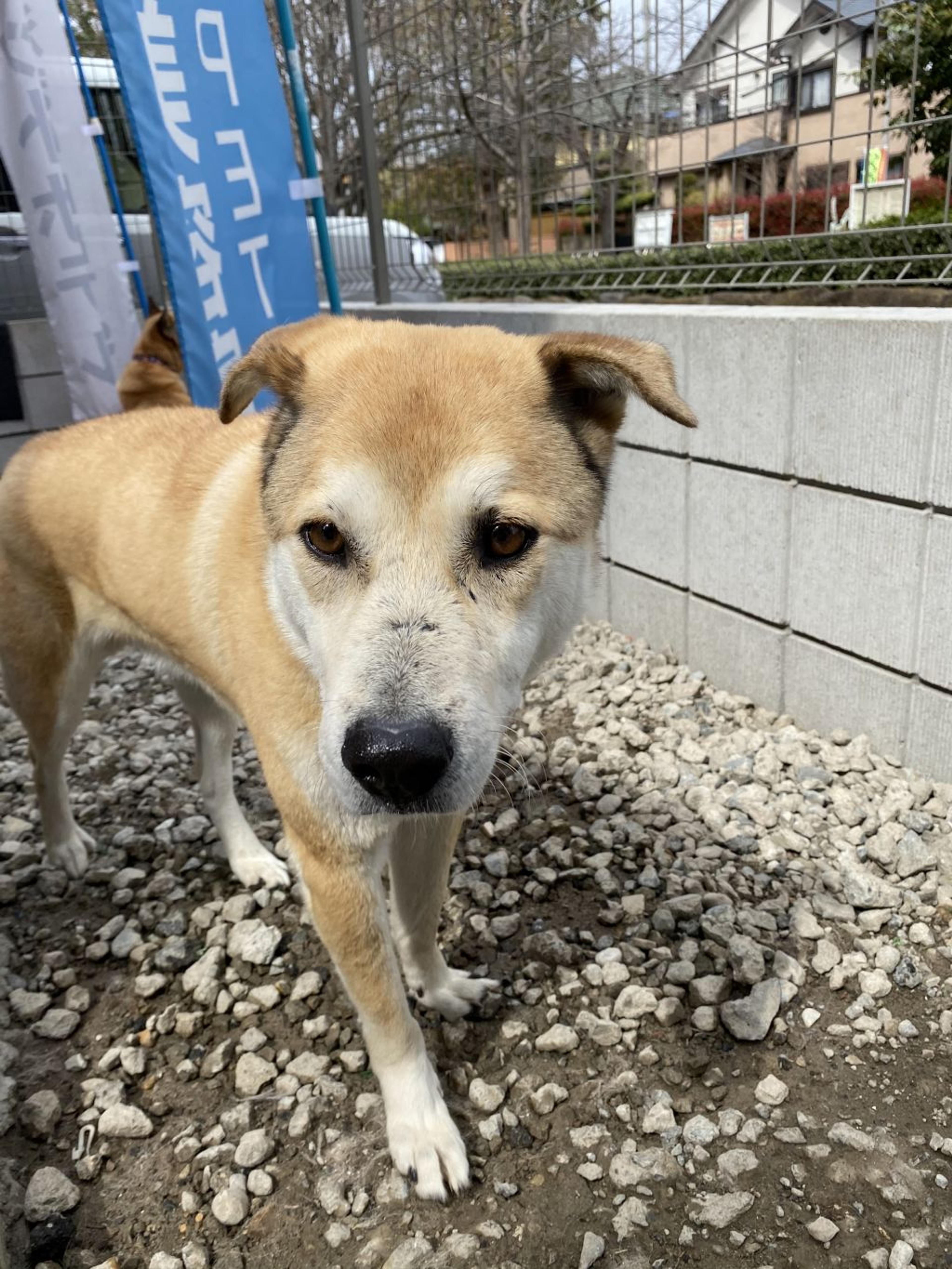 pet-image-3
