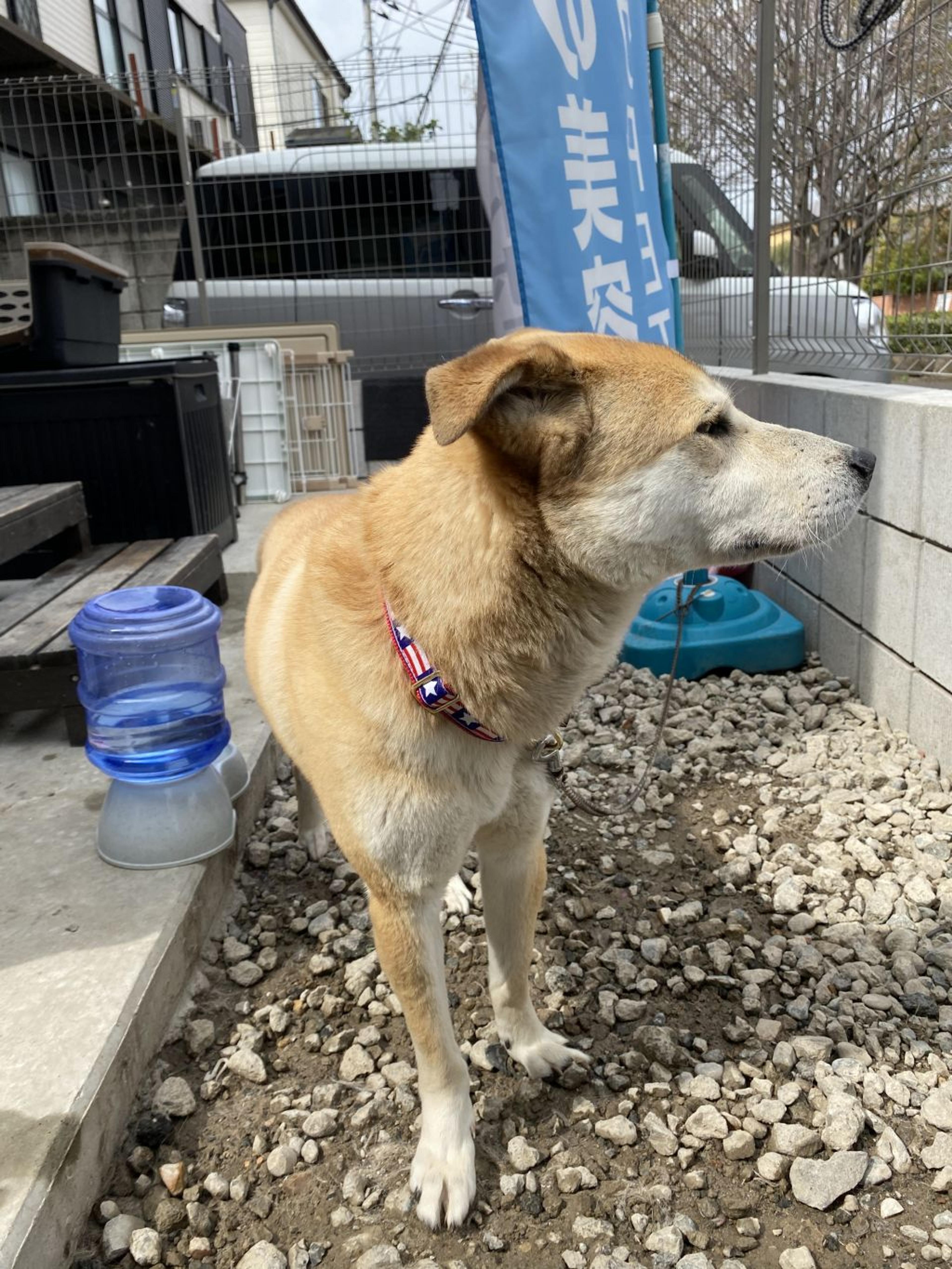 pet-image-5