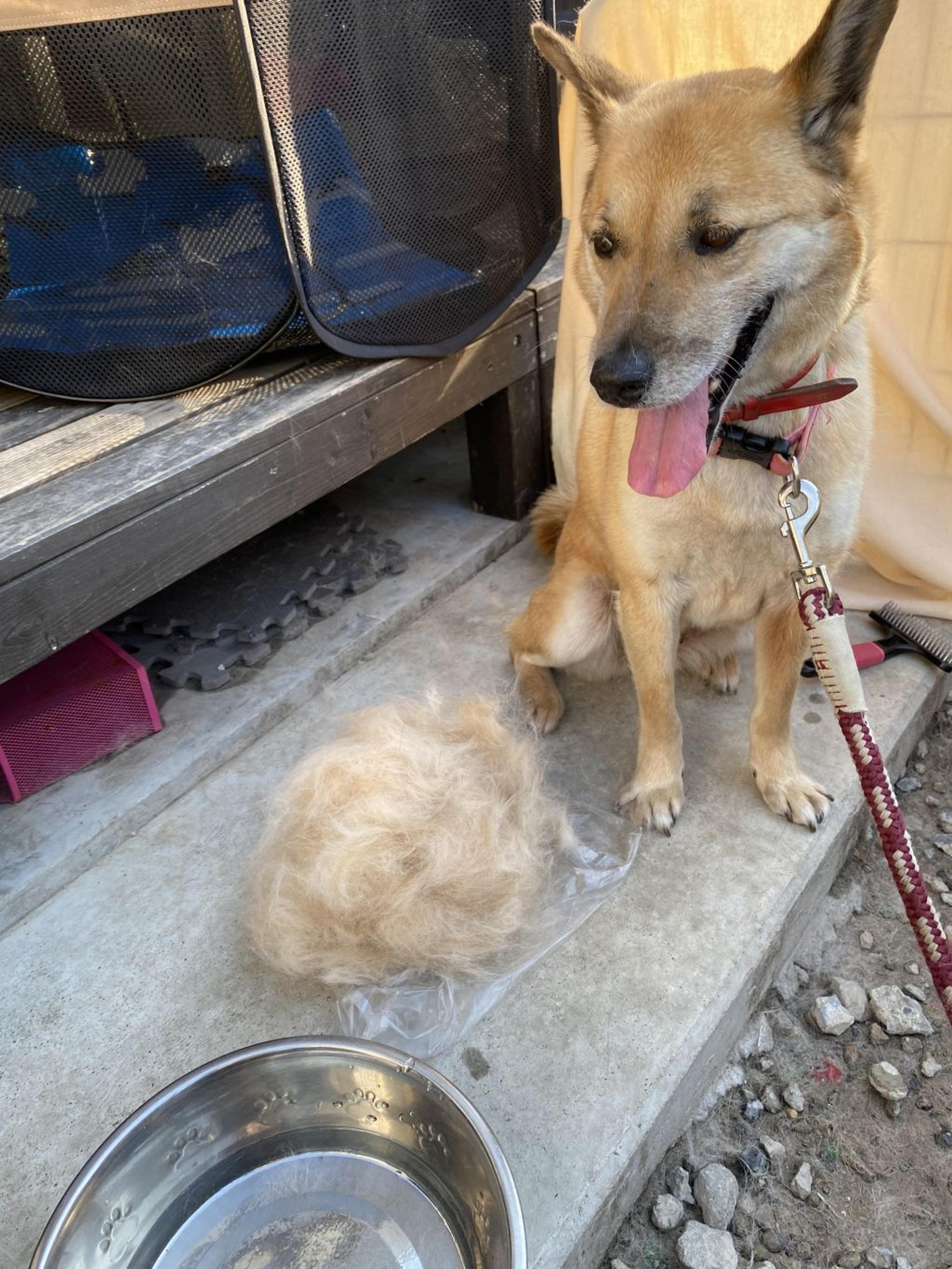 pet-image-6