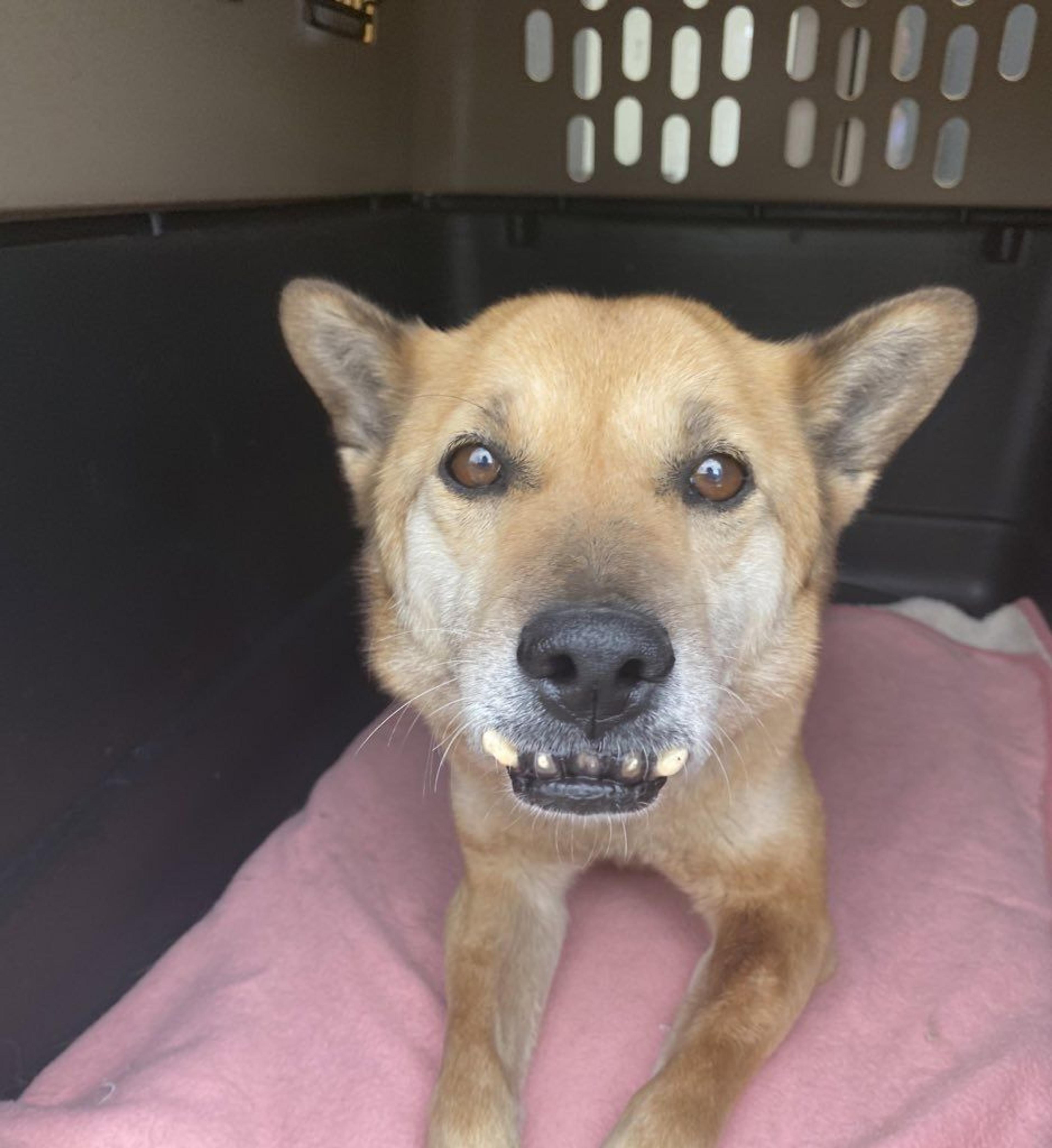 pet-image-9