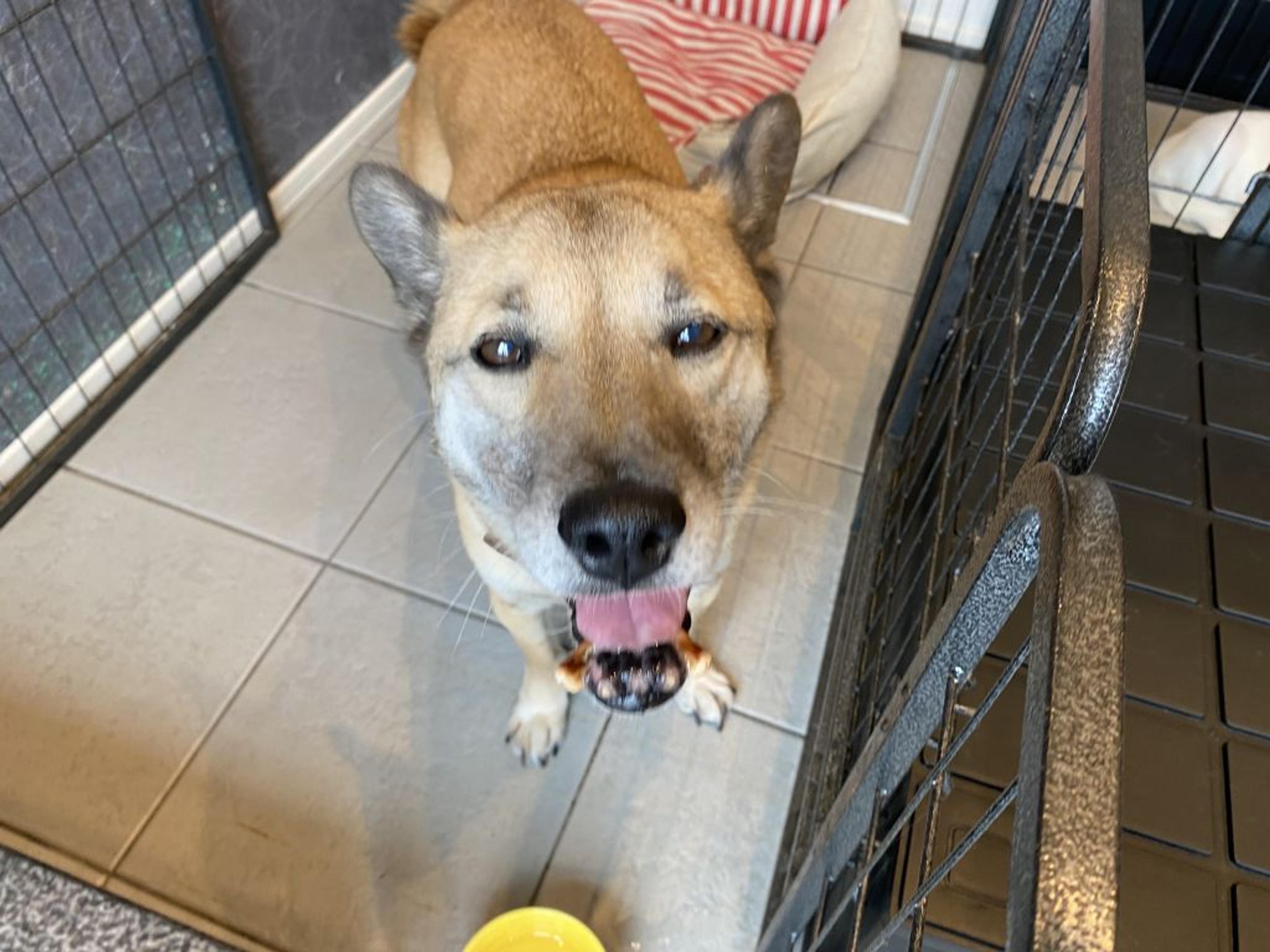pet-image-2