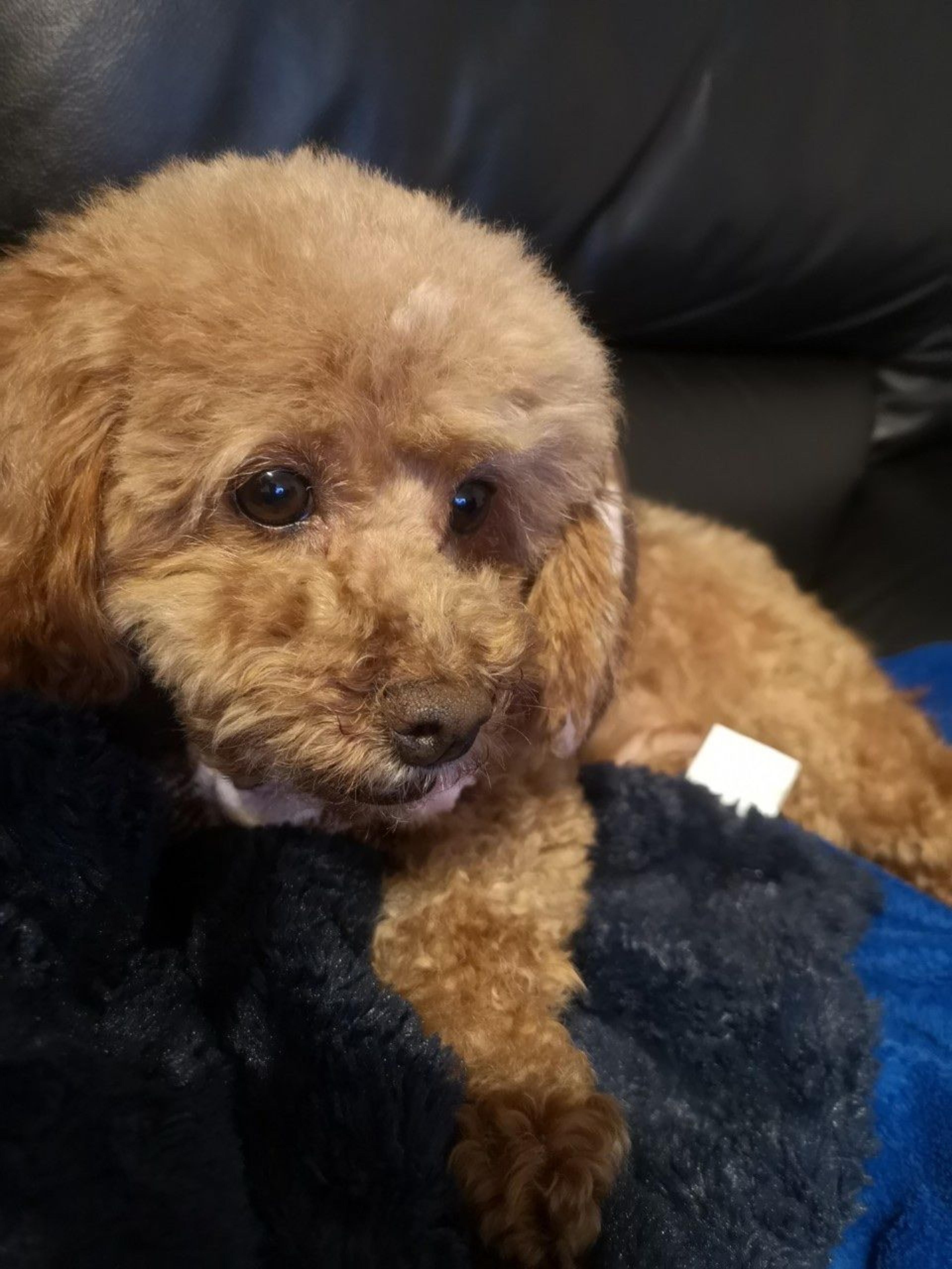 pet-image-2