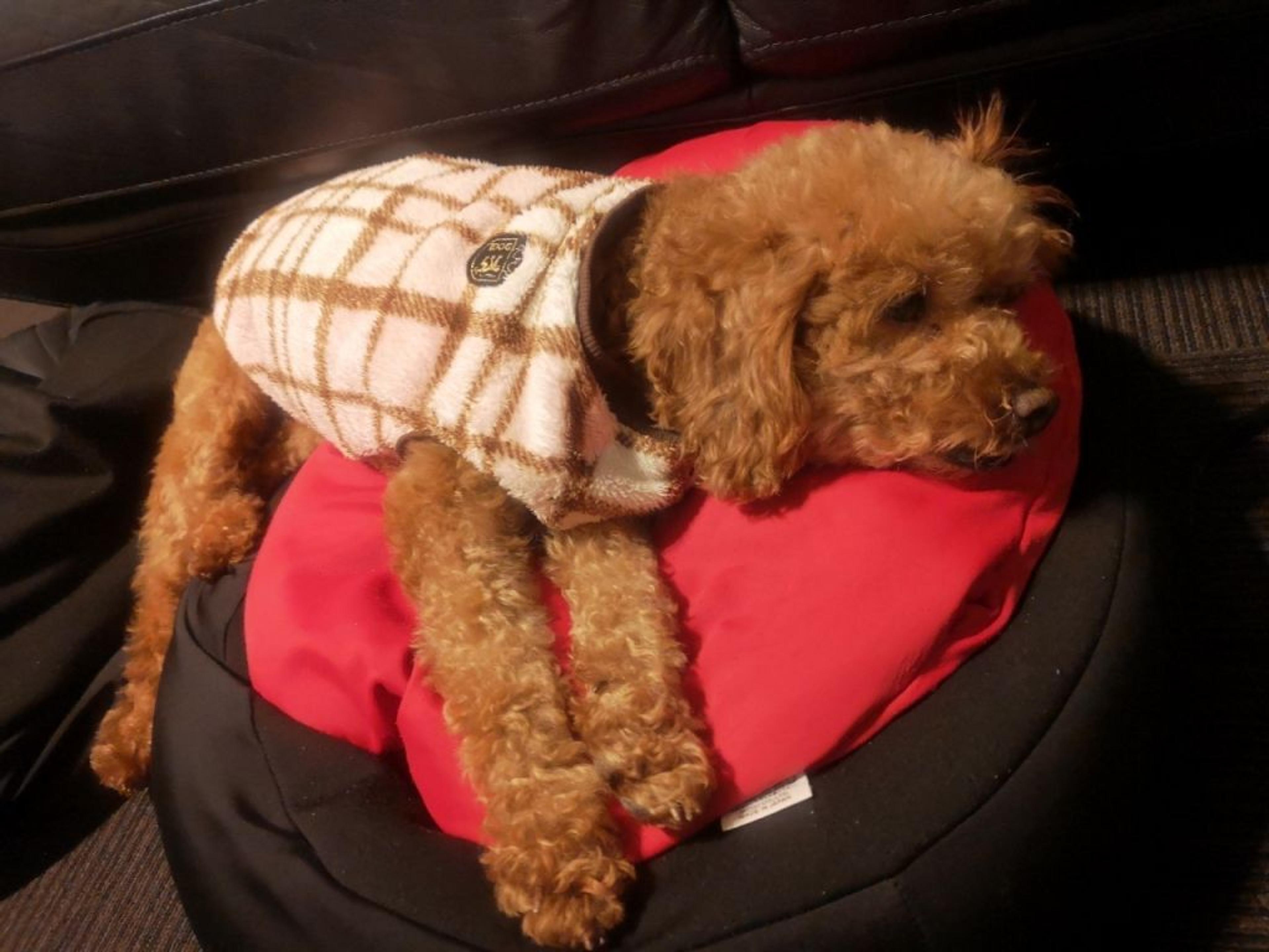 pet-image-3