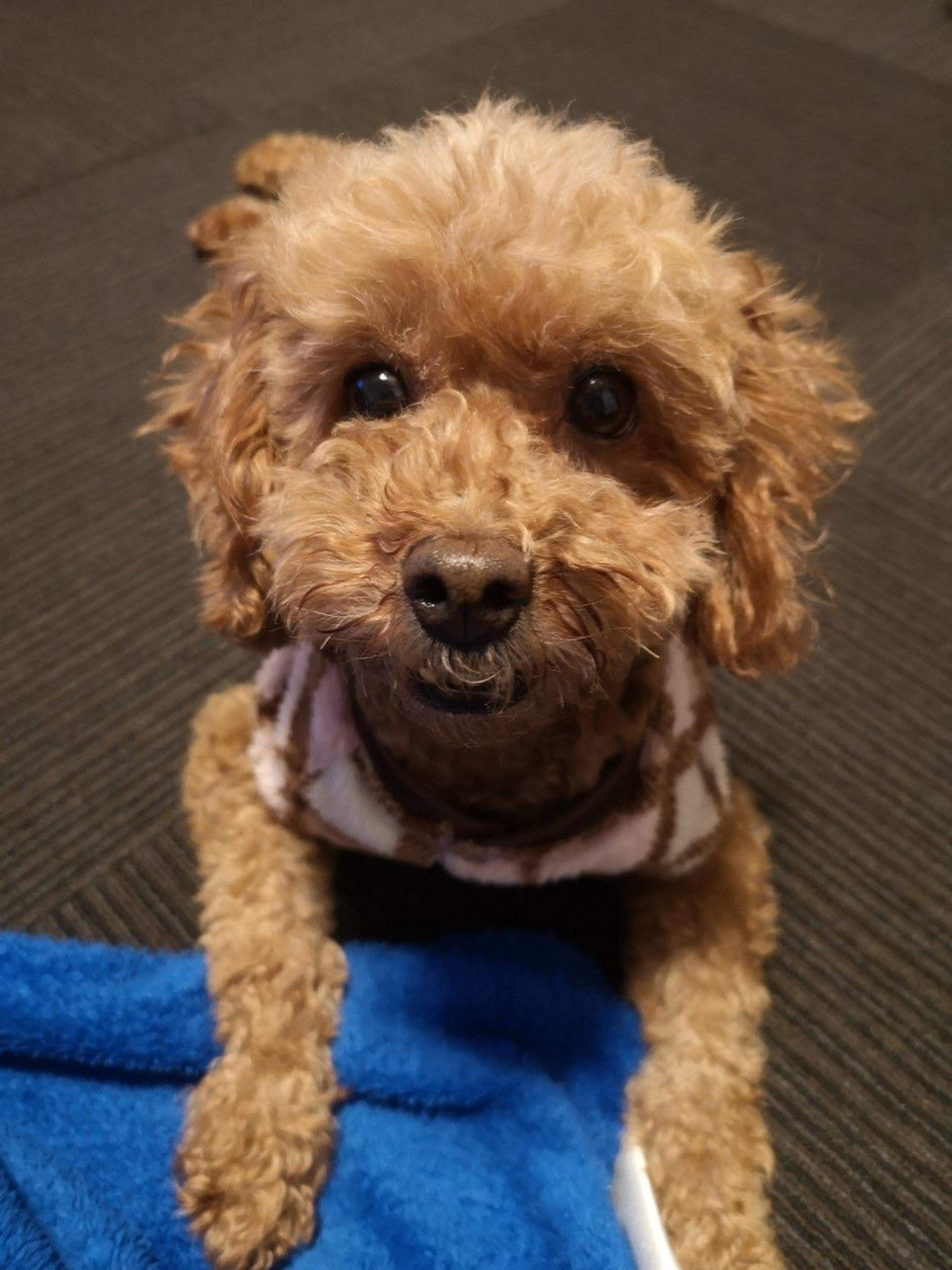 pet-image-4