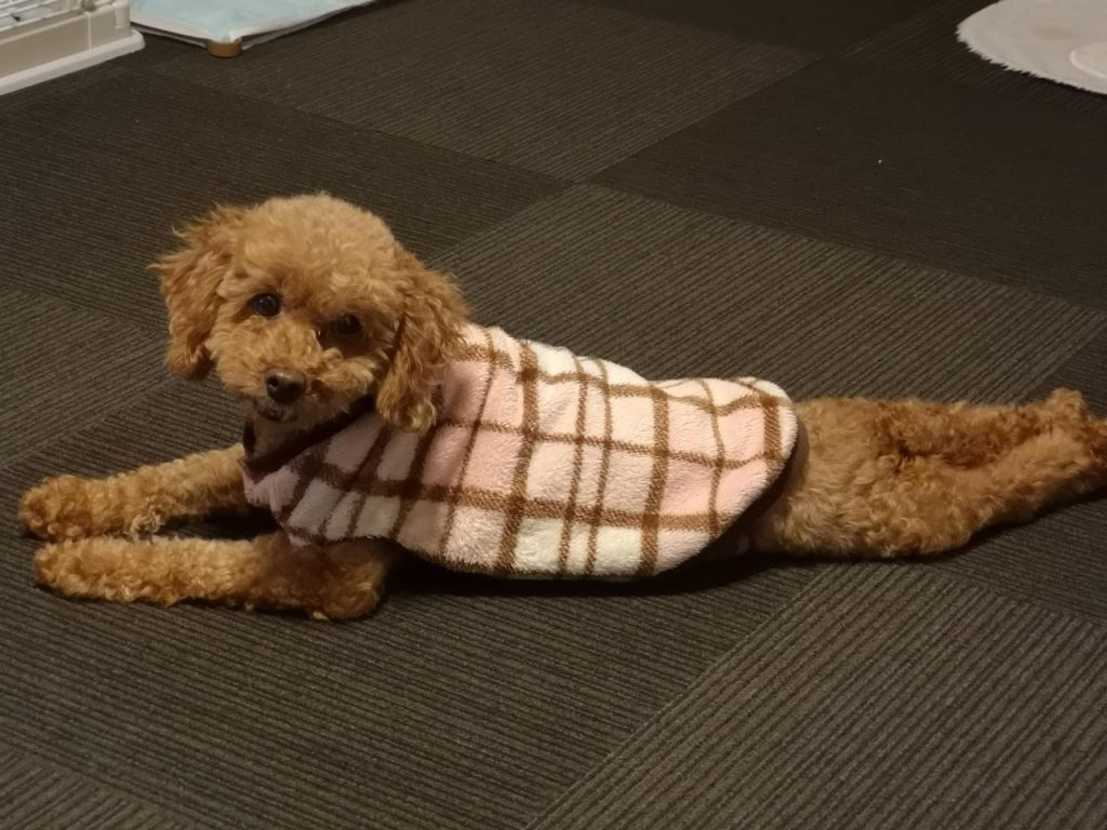 pet-image-5