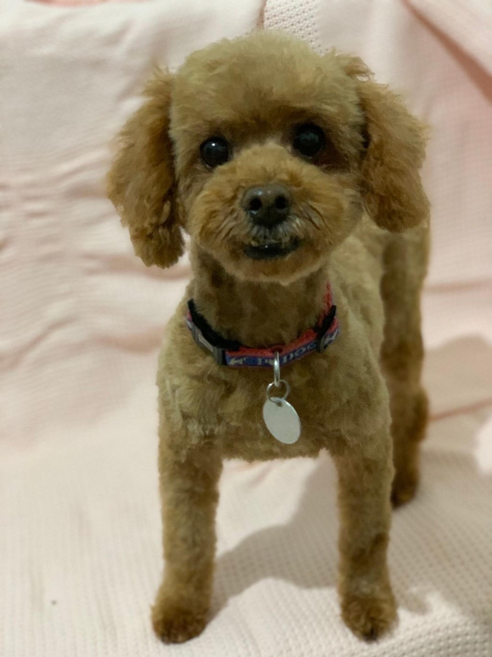 pet-image-6
