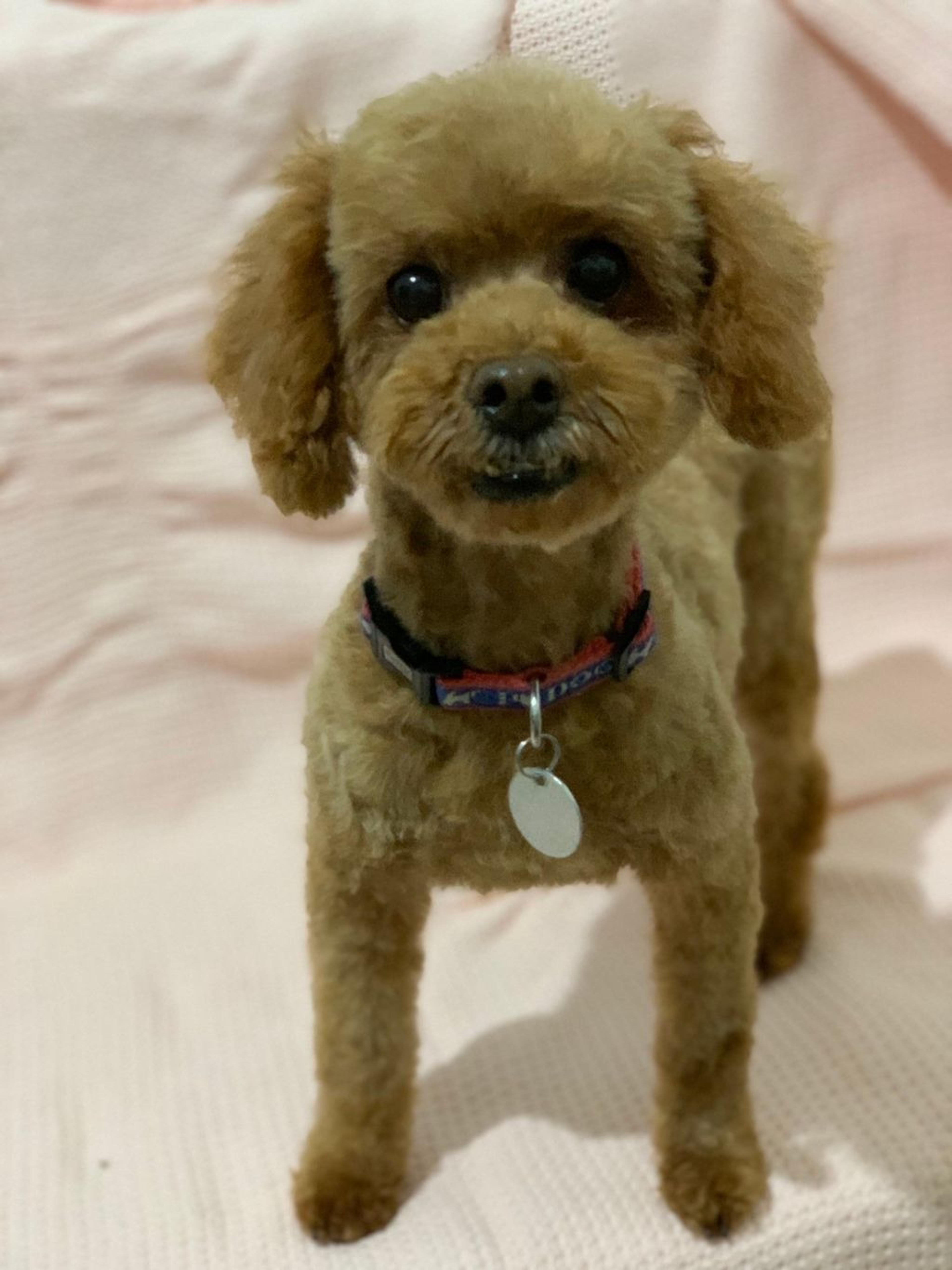 pet-image-6