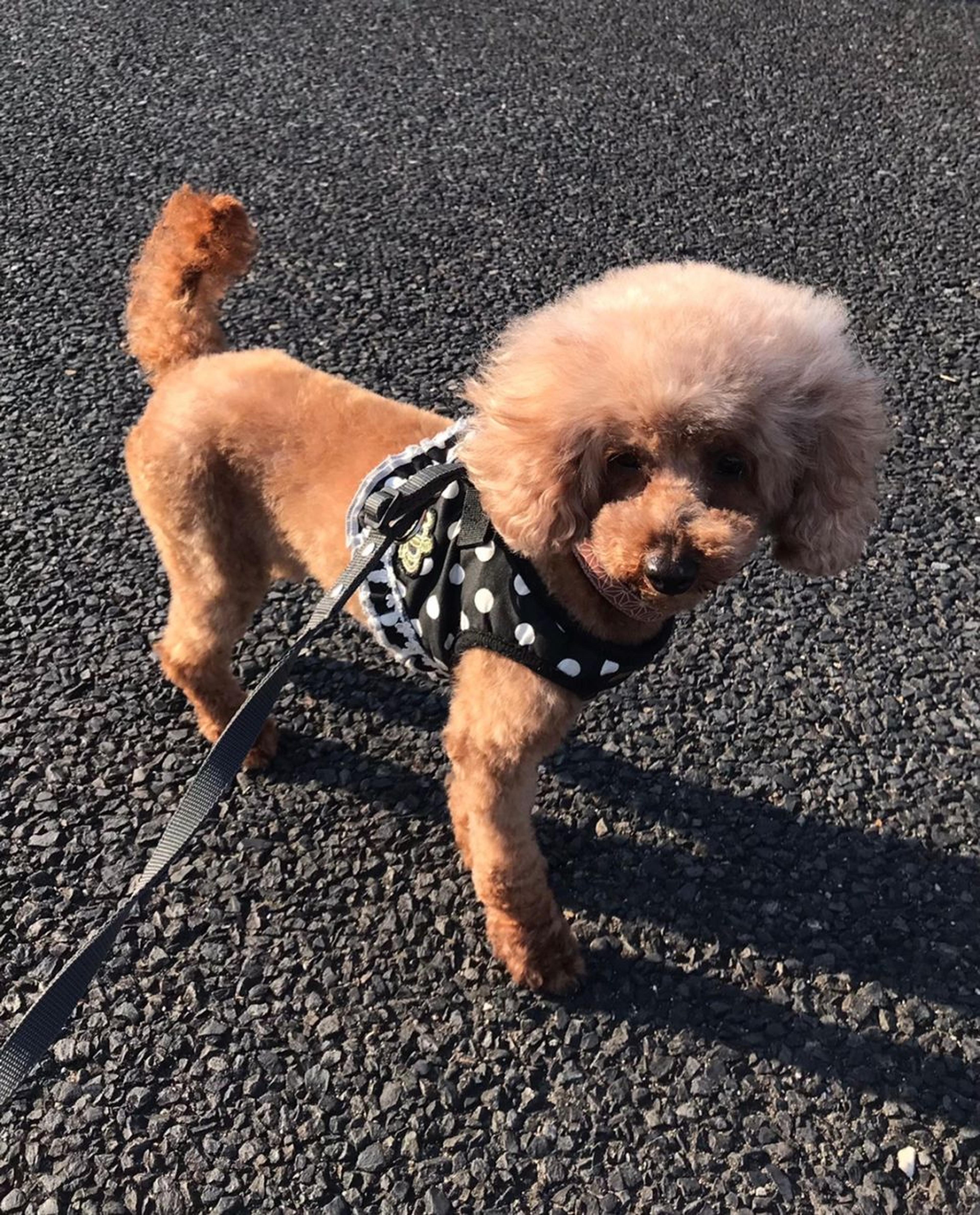 pet-image-2