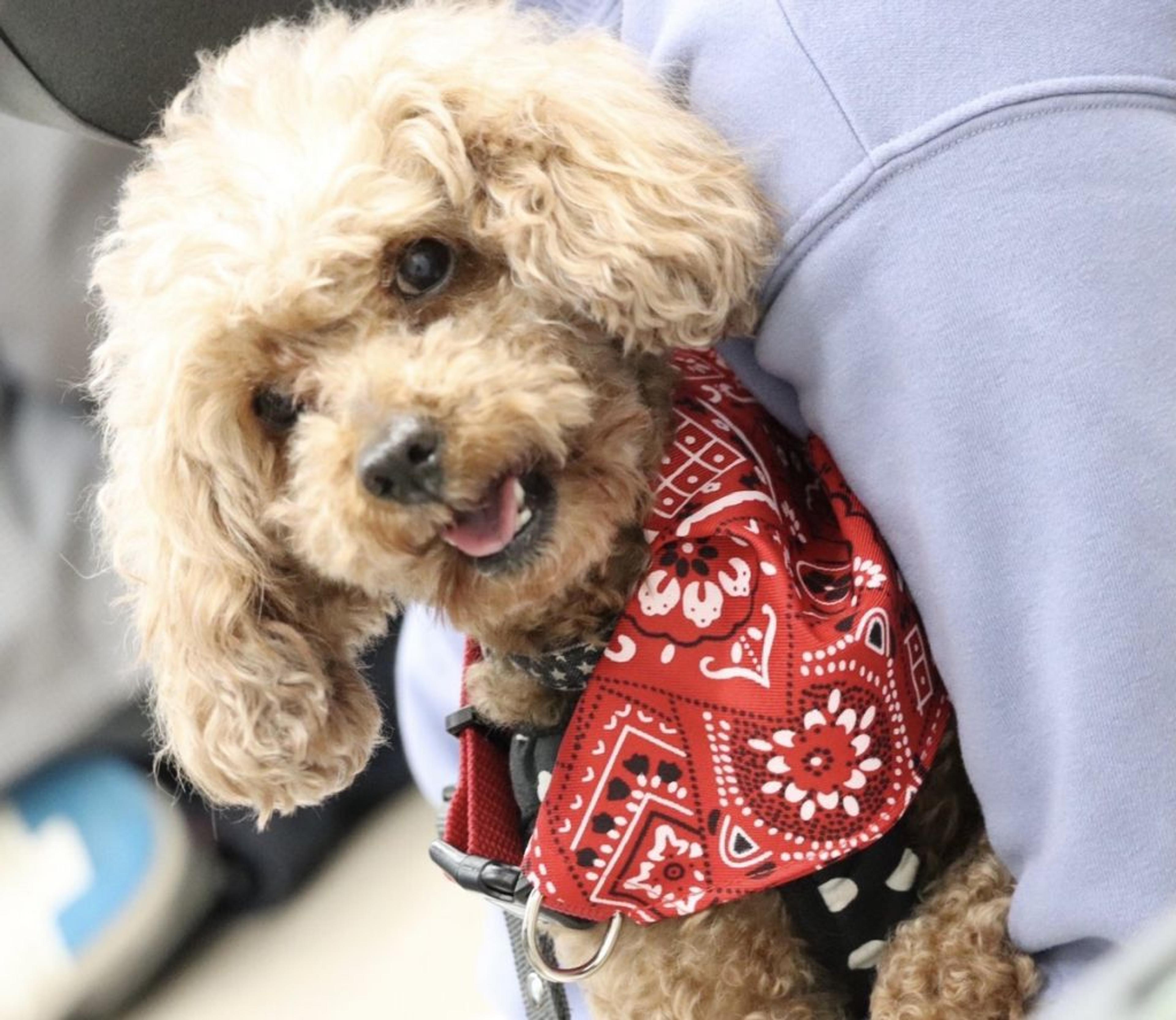 pet-image-3