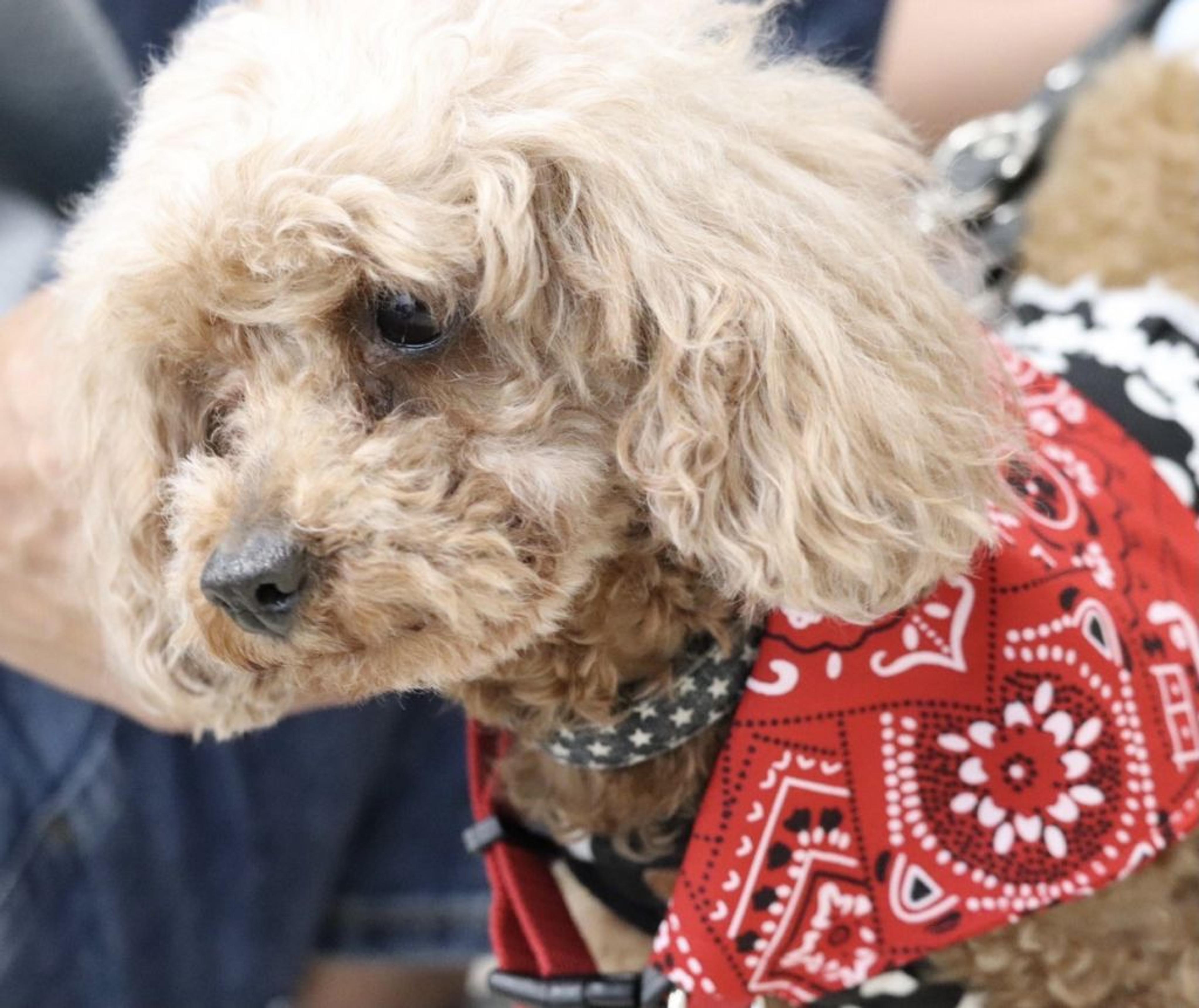 pet-image-4