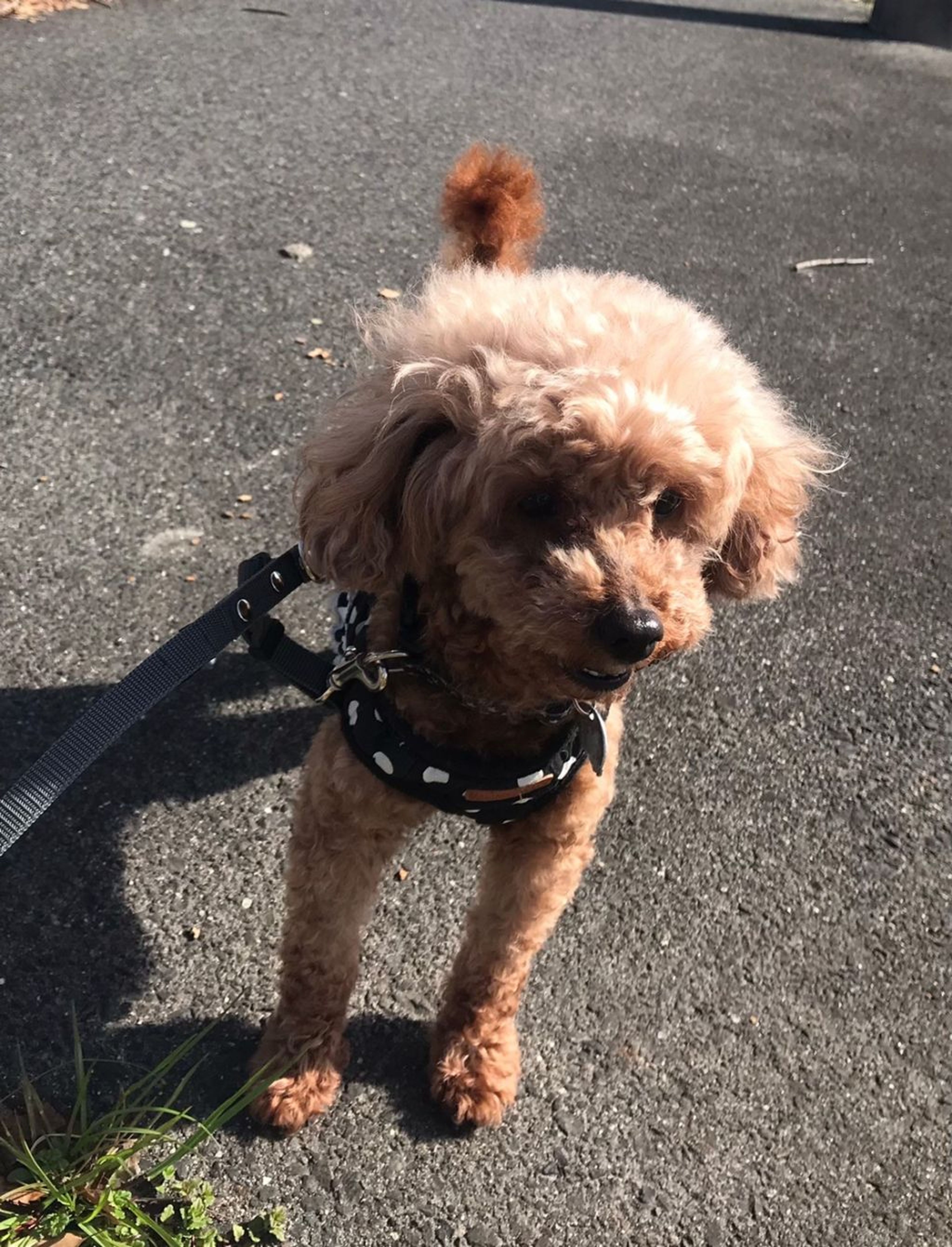 pet-image-5