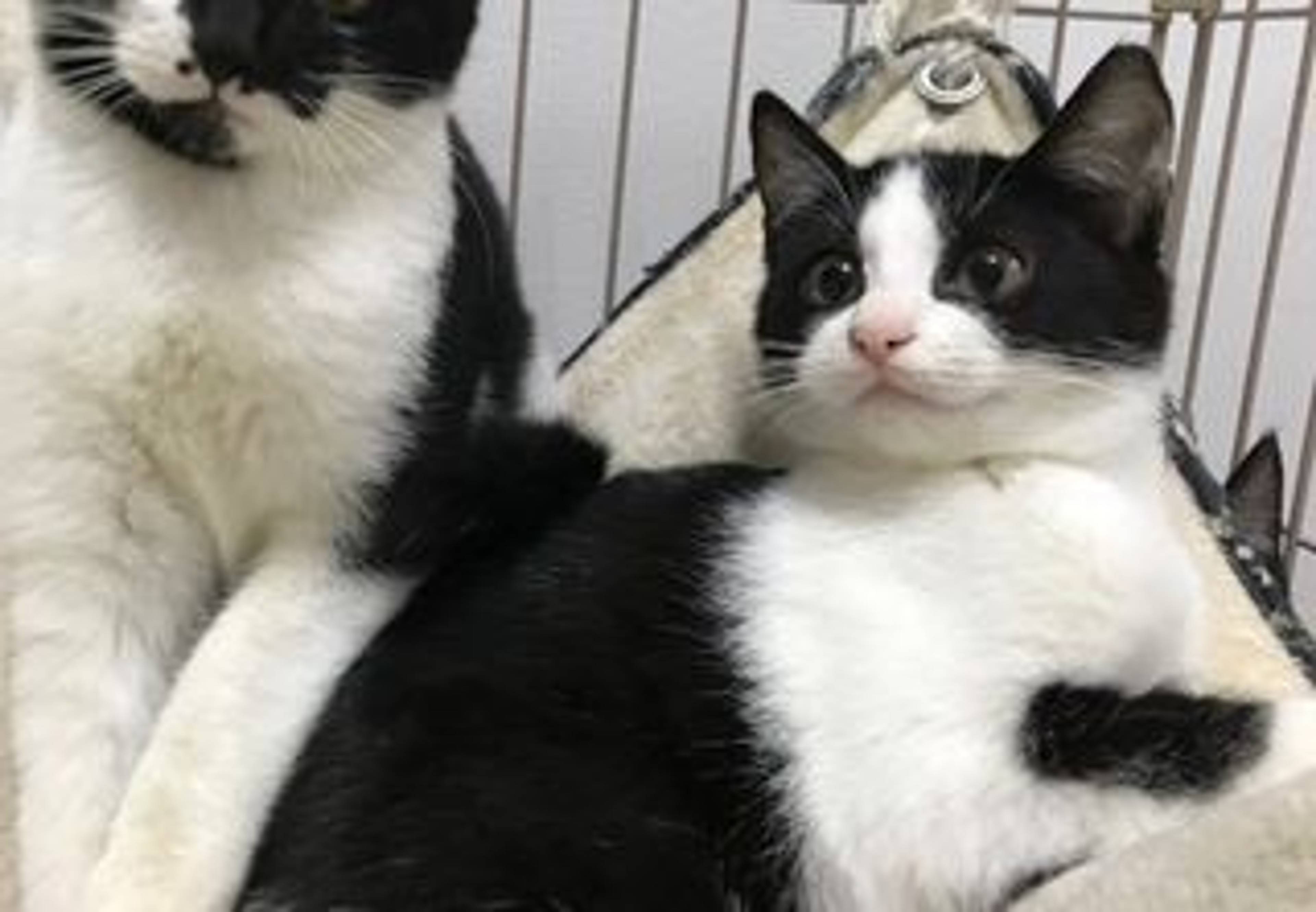 雑種（ミックス猫）・メスの里親募集の写真