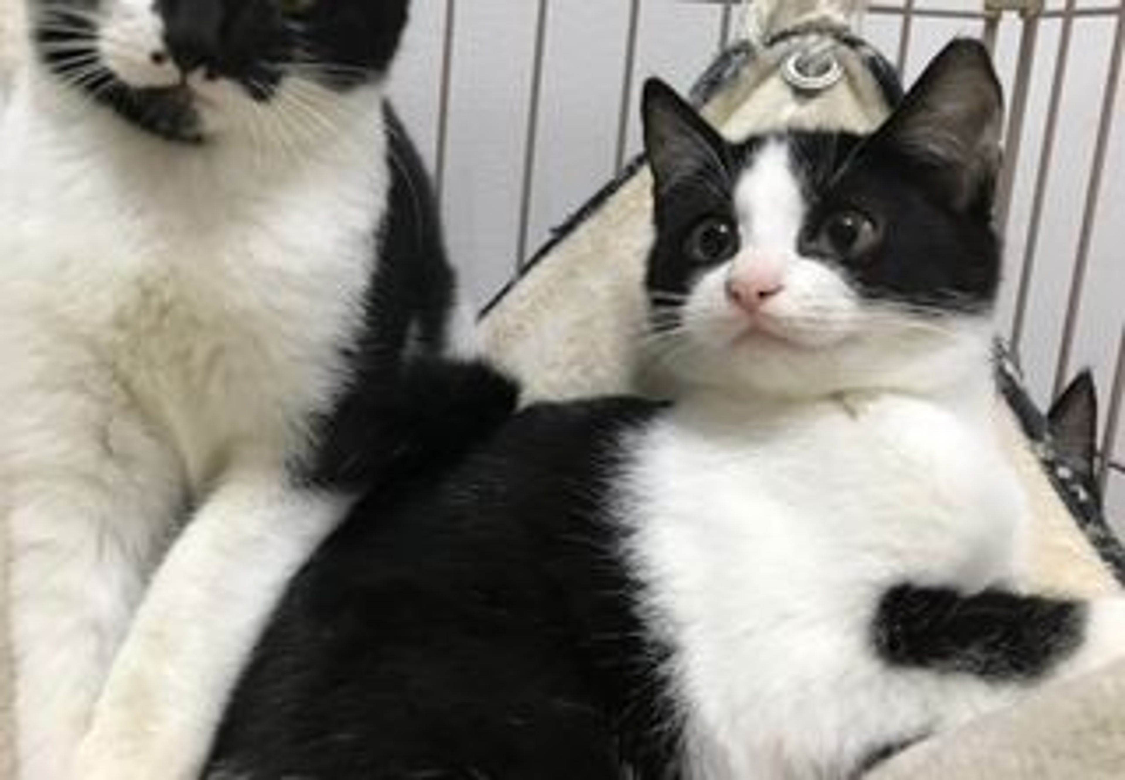 雑種（ミックス猫）・メスの里親募集の写真