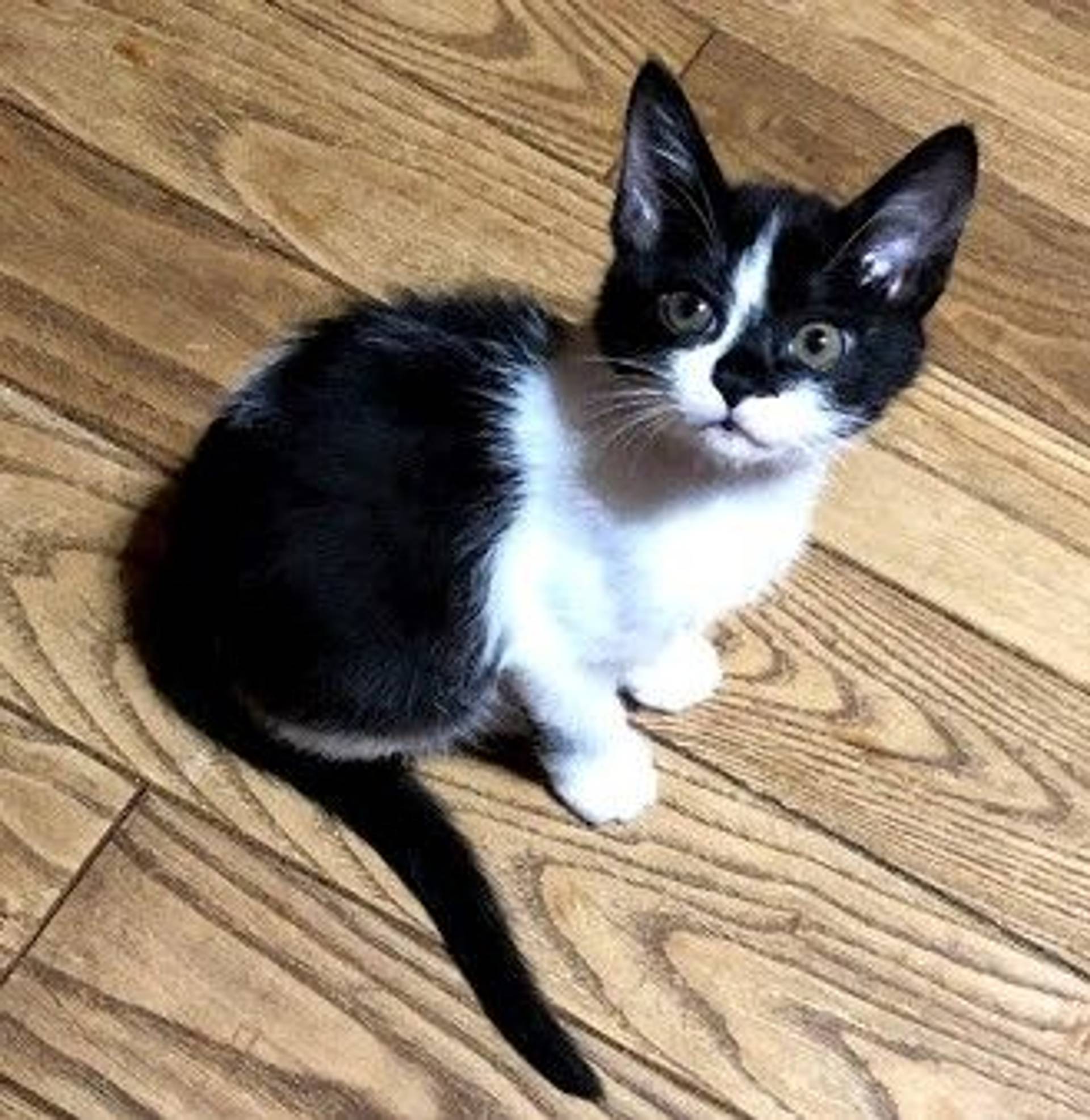 雑種（ミックス猫）・オスの里親募集の写真