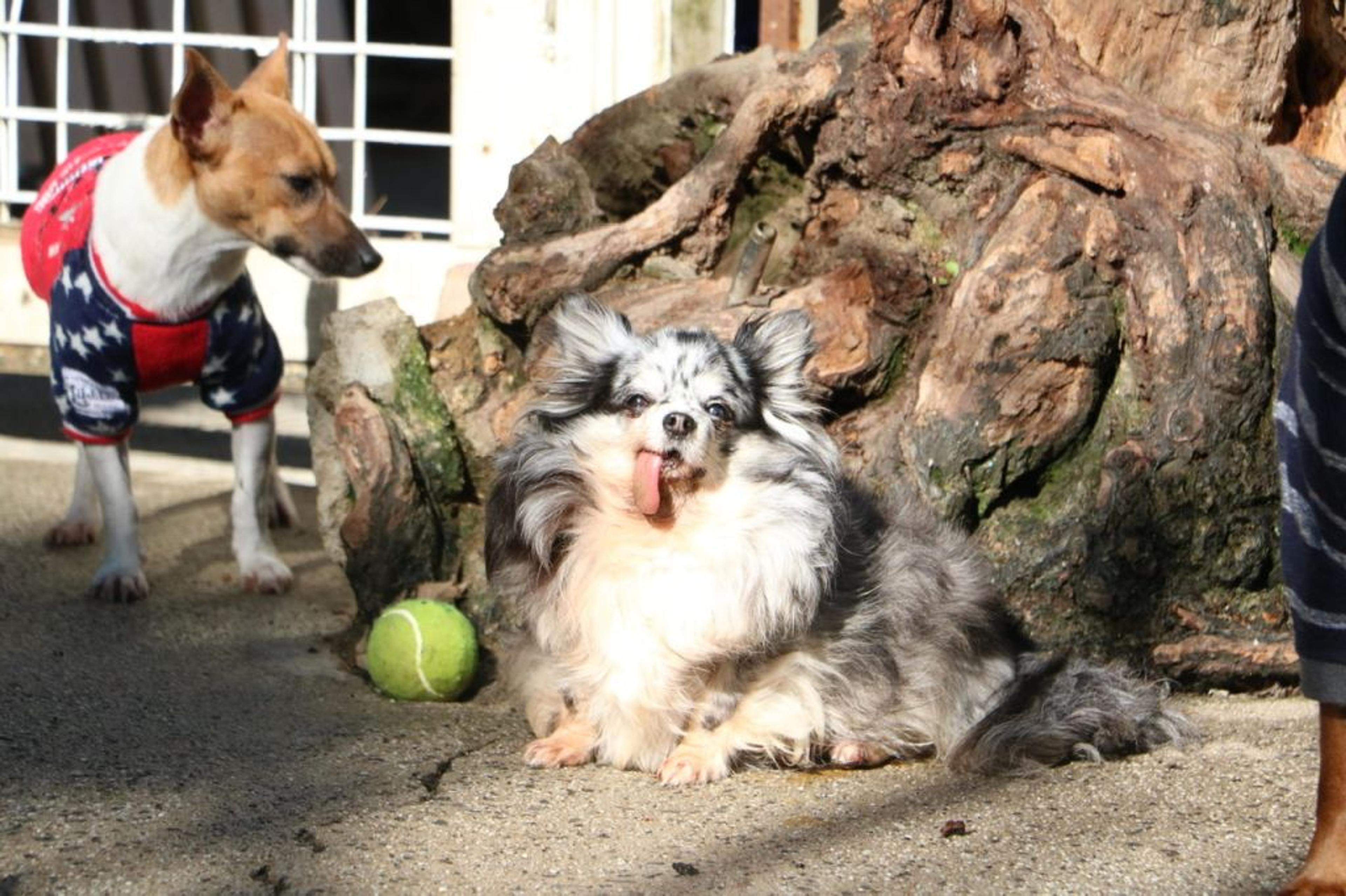 pet-image-2