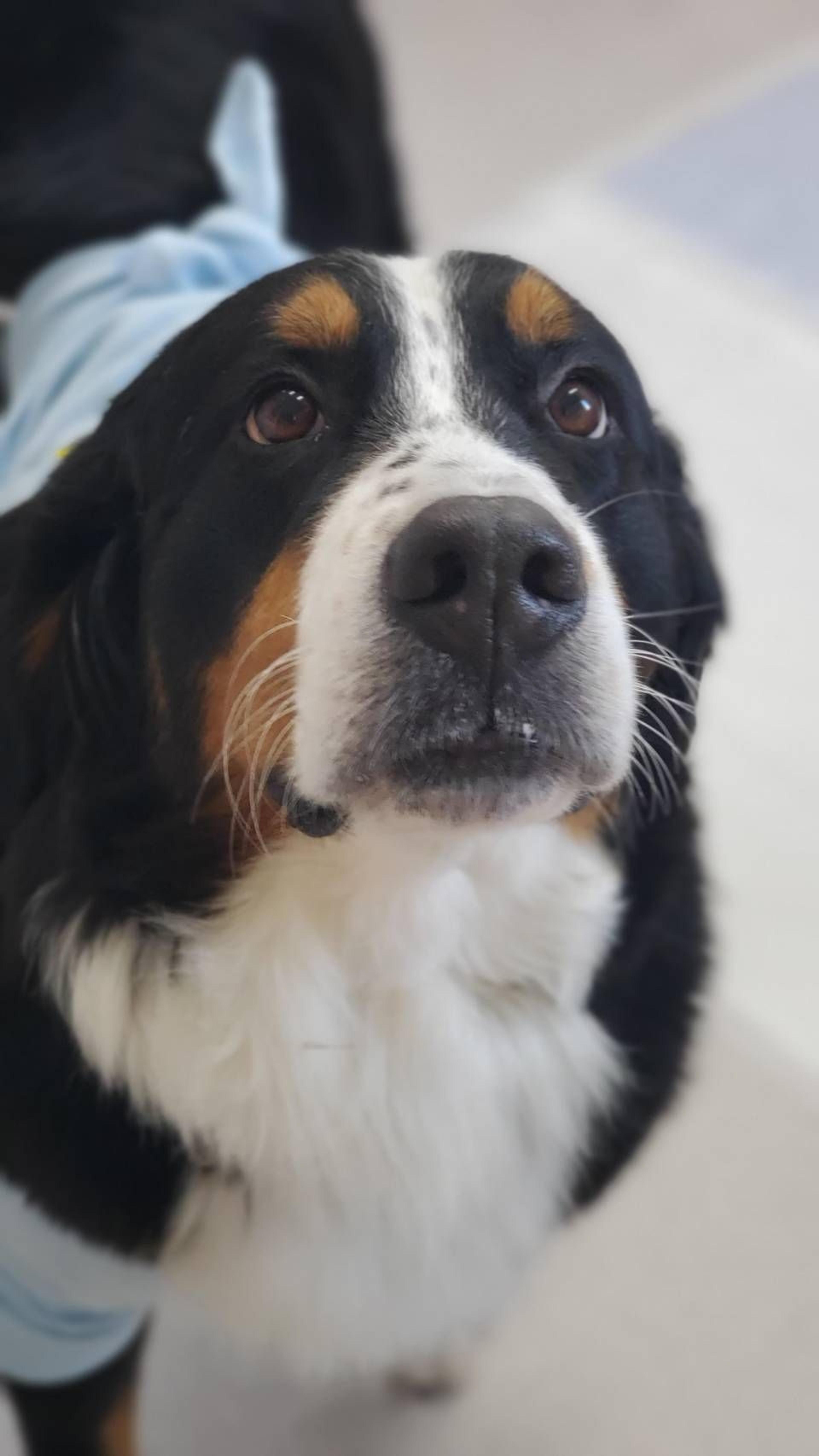 pet-image-2