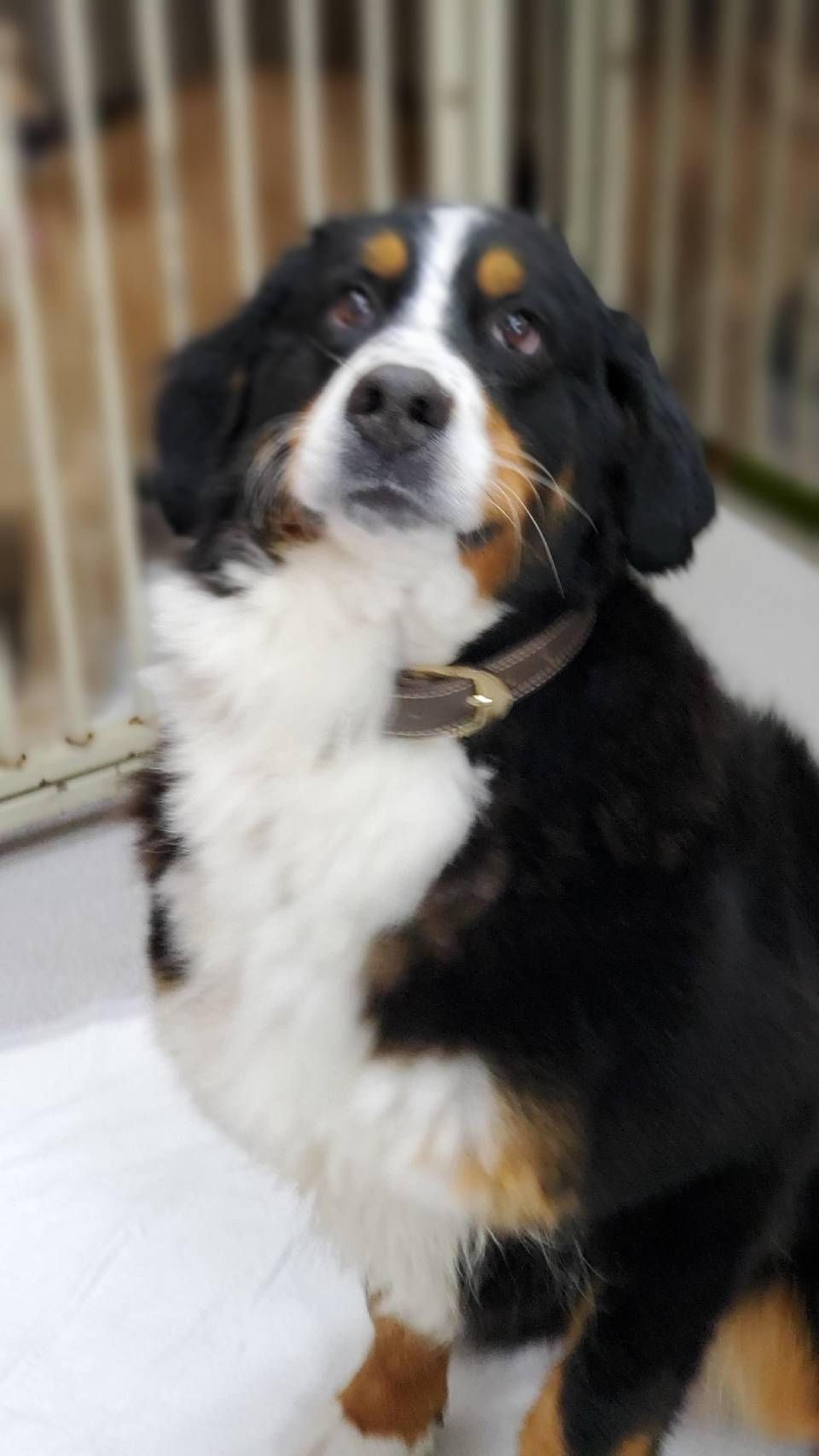pet-image-4