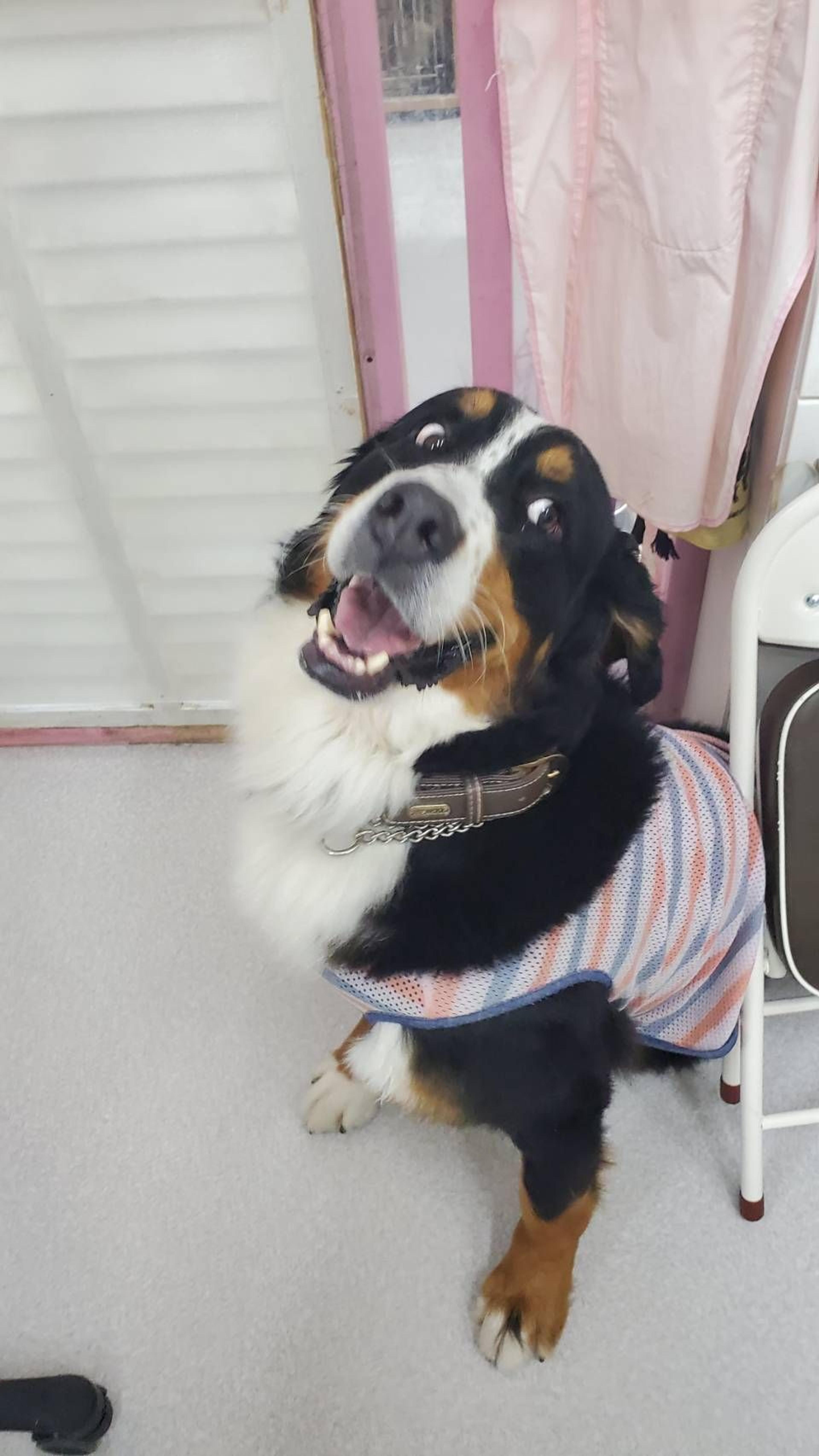 pet-image-5