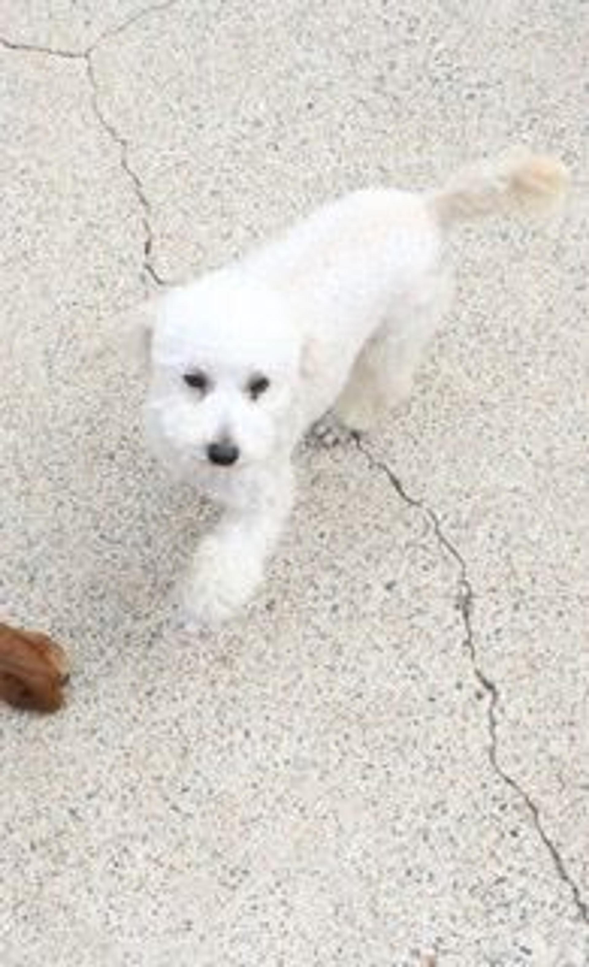 pet-image-2