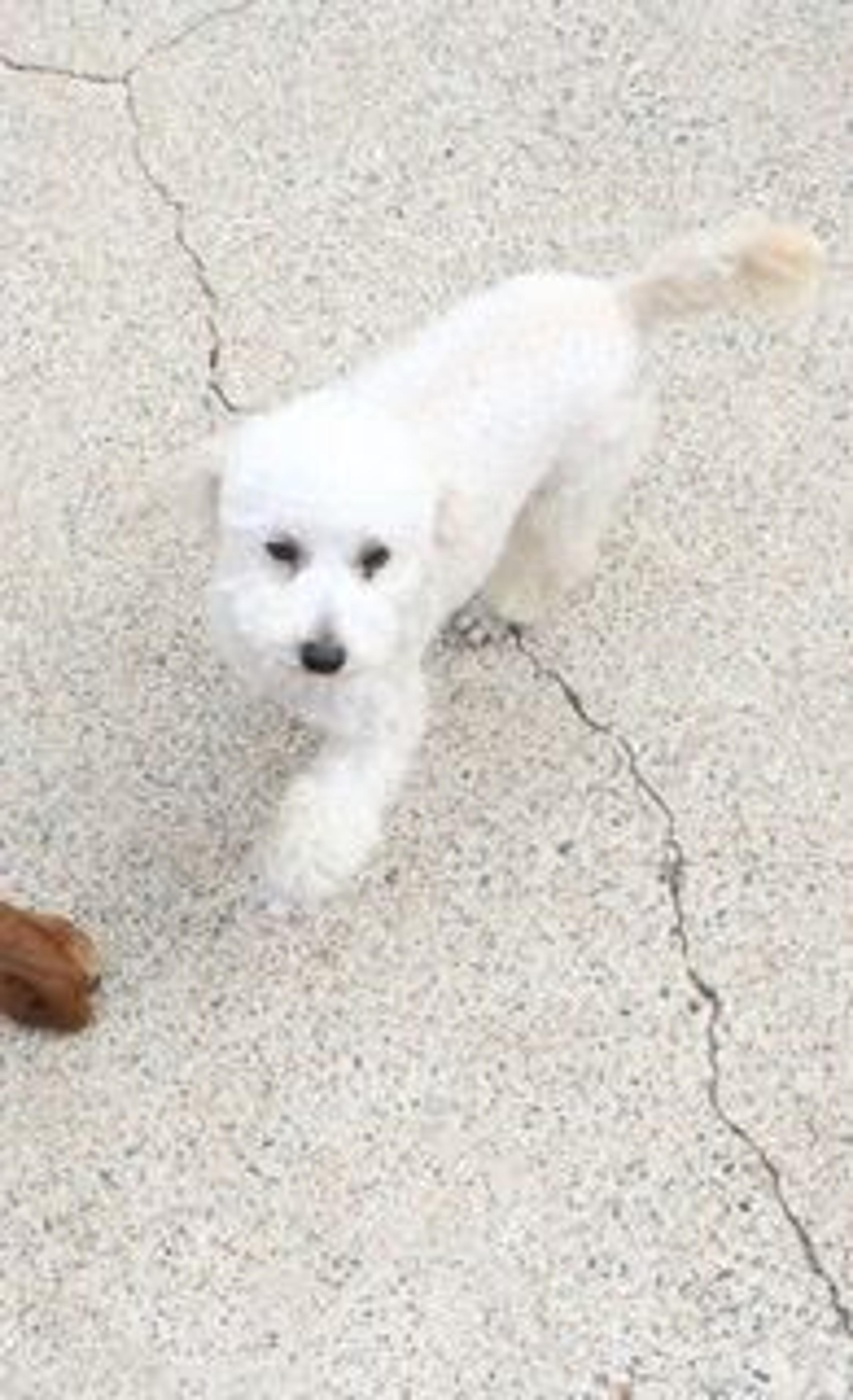 pet-image-2