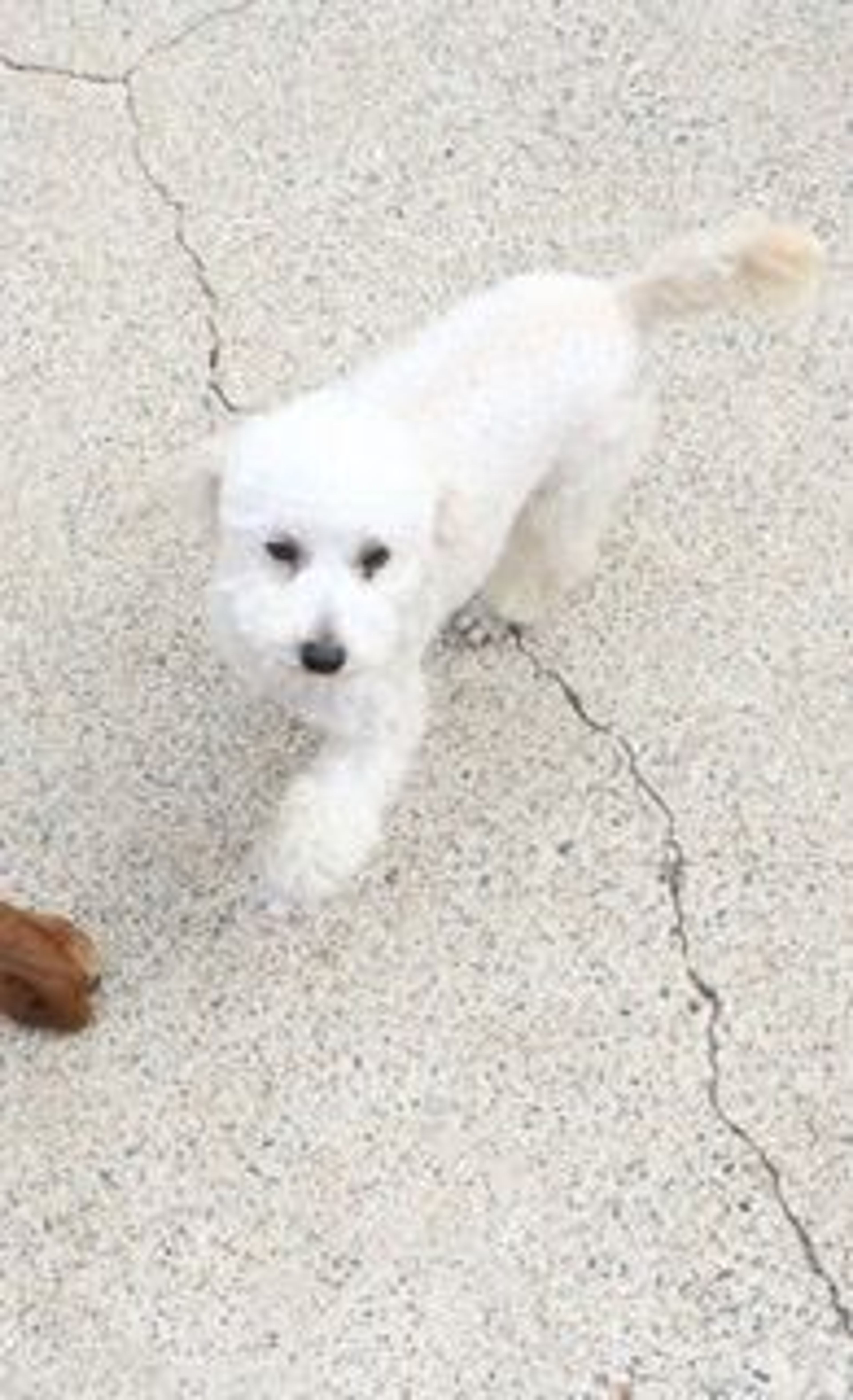 pet-image-2