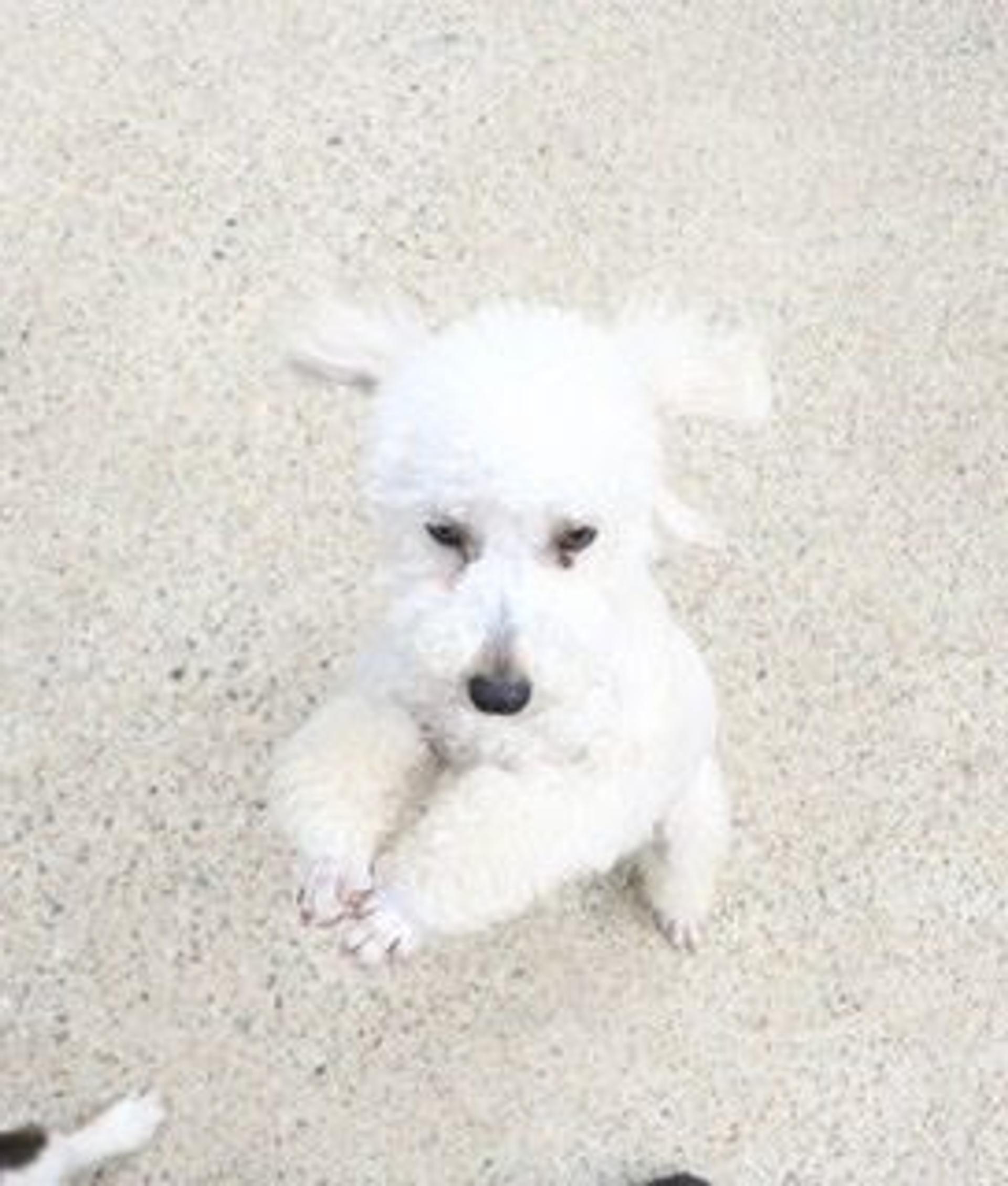 pet-image-3