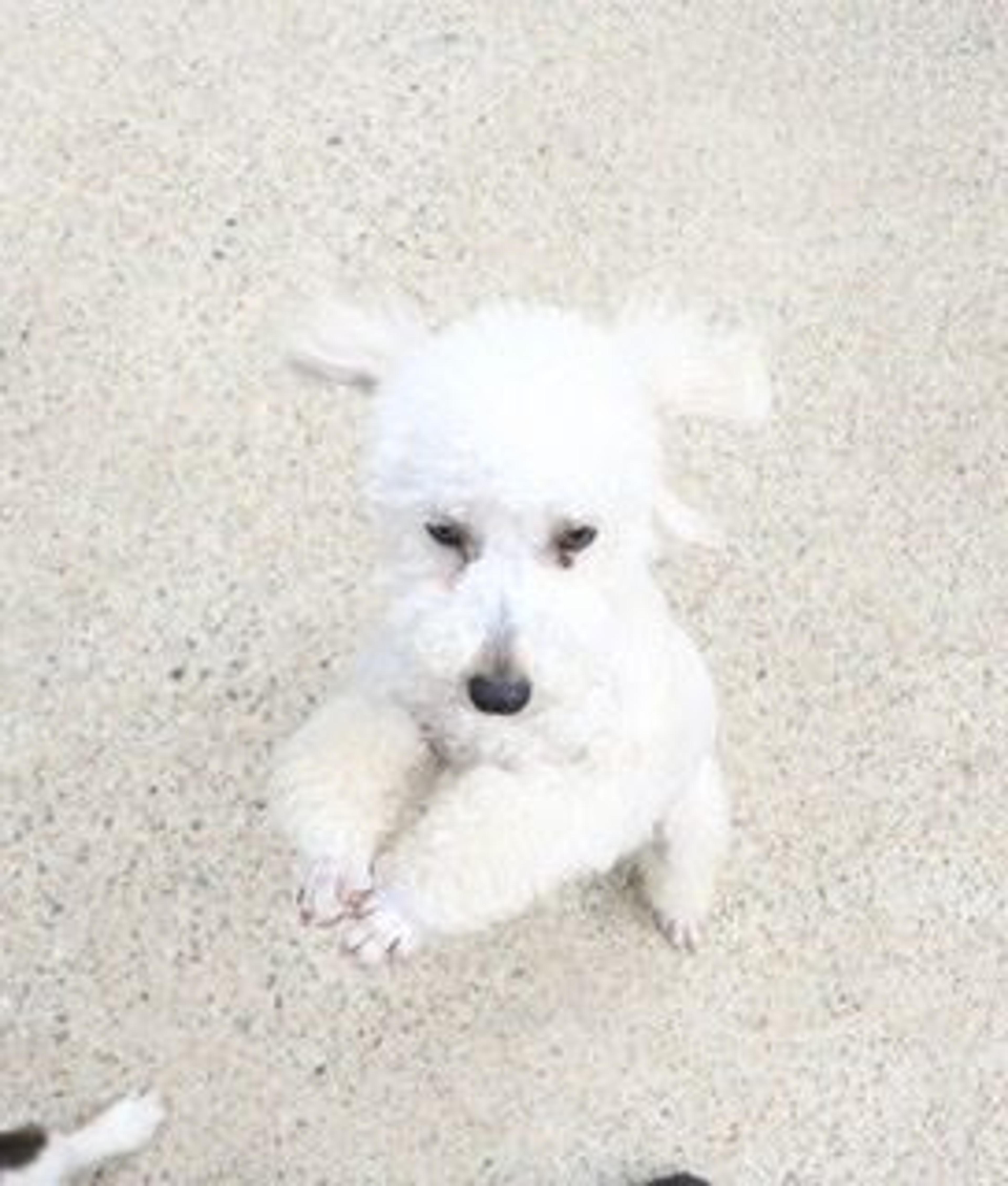 pet-image-3
