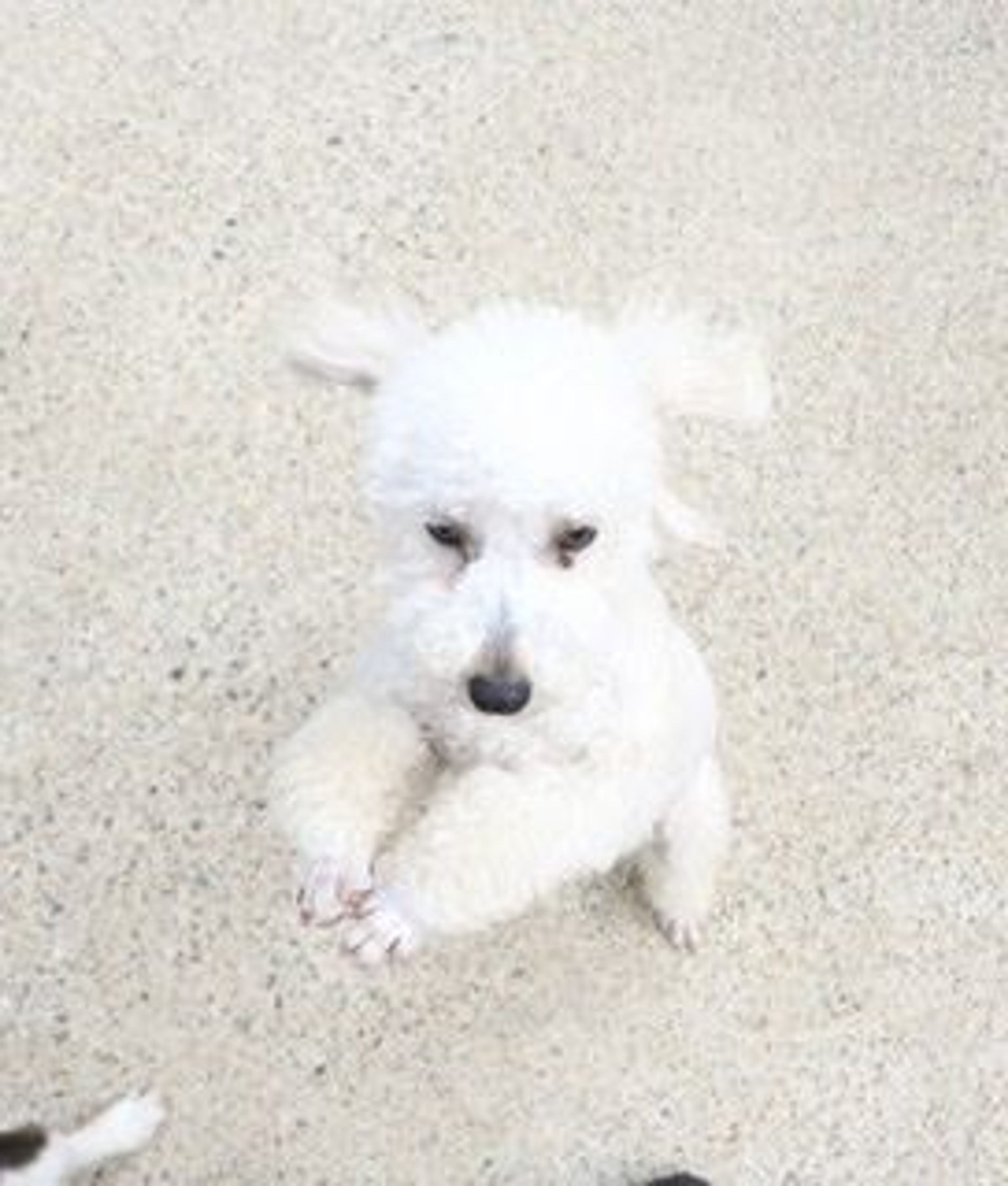 pet-image-3