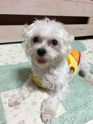 ミミ