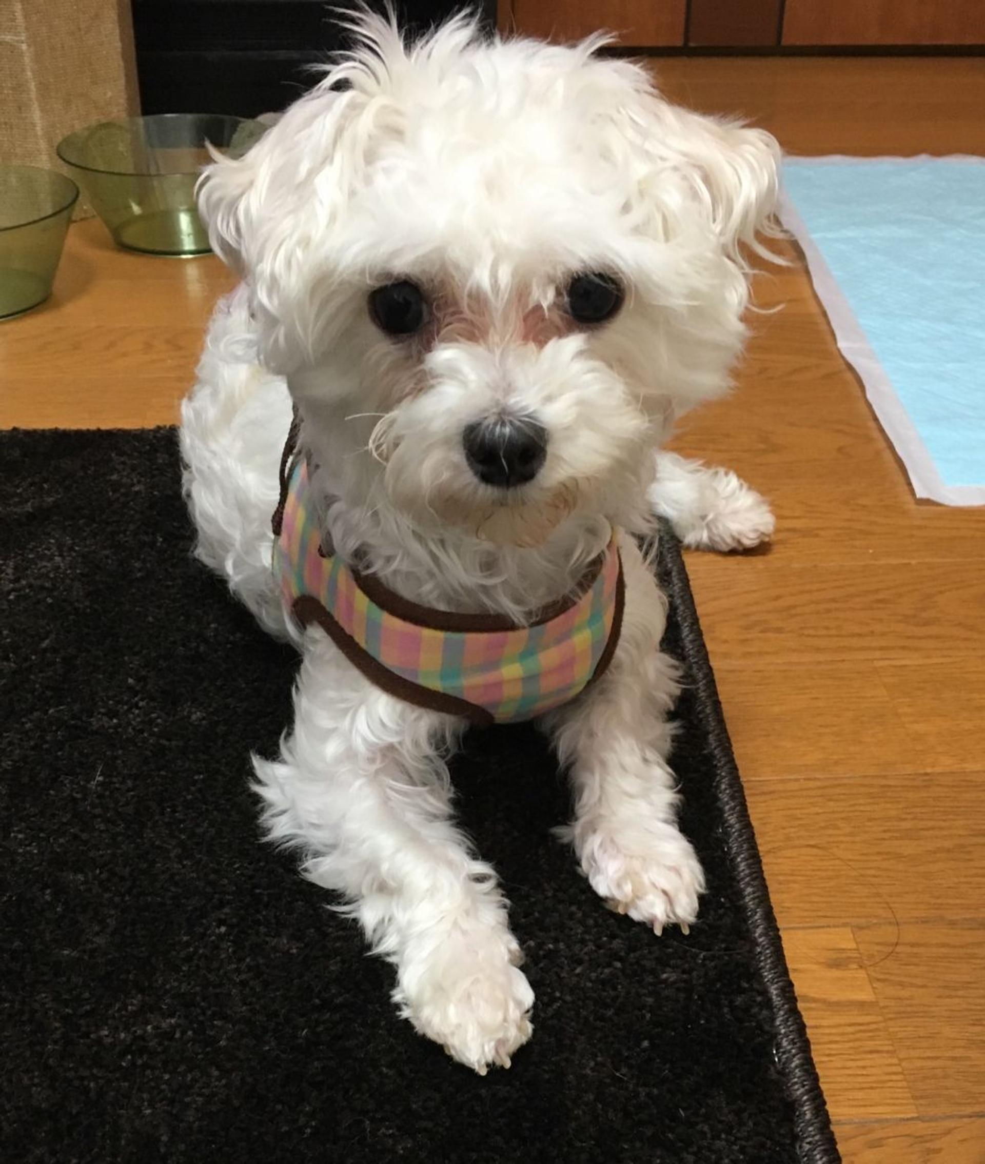 pet-image-2
