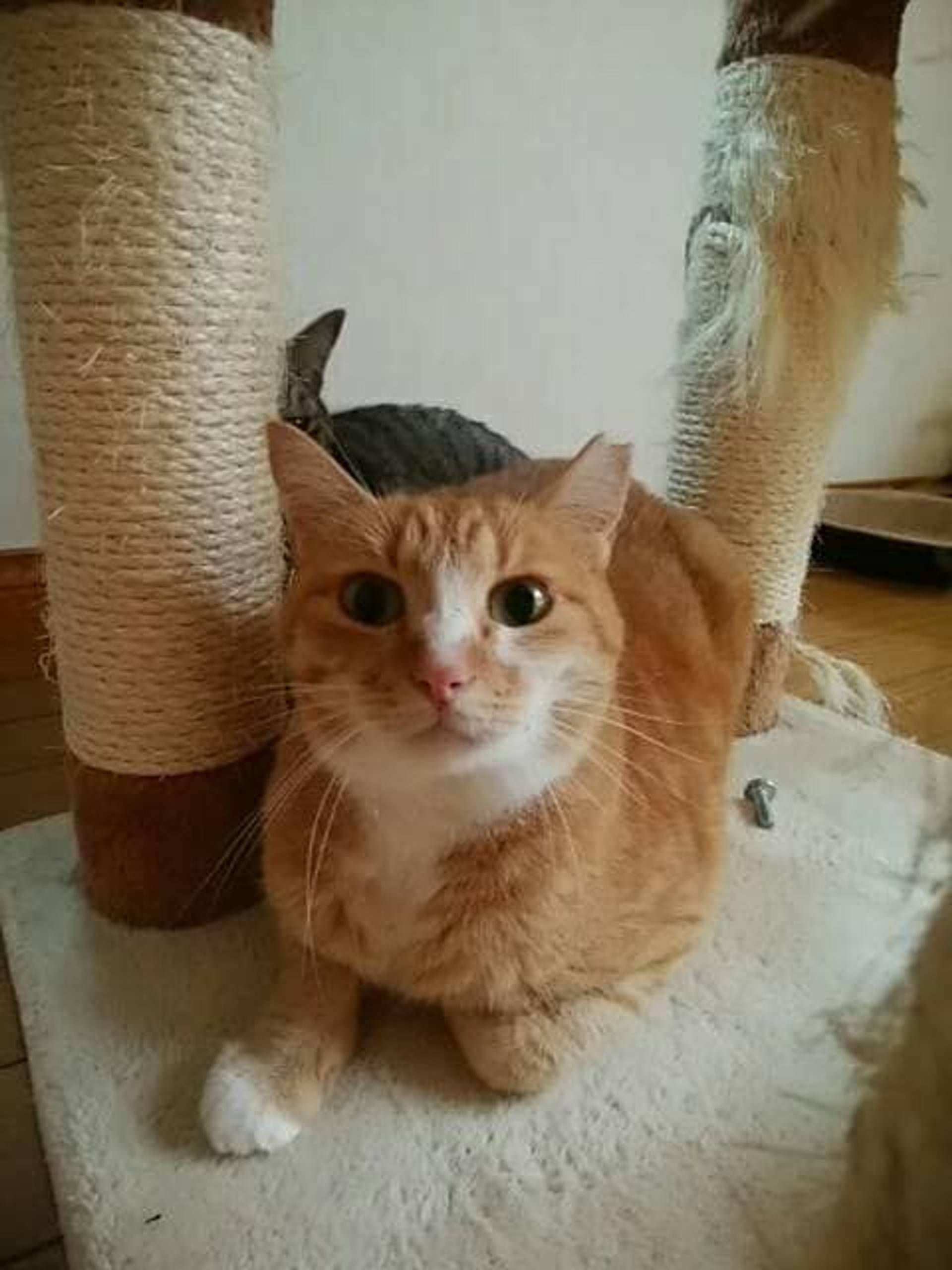 雑種（ミックス猫）・メスの里親募集の写真