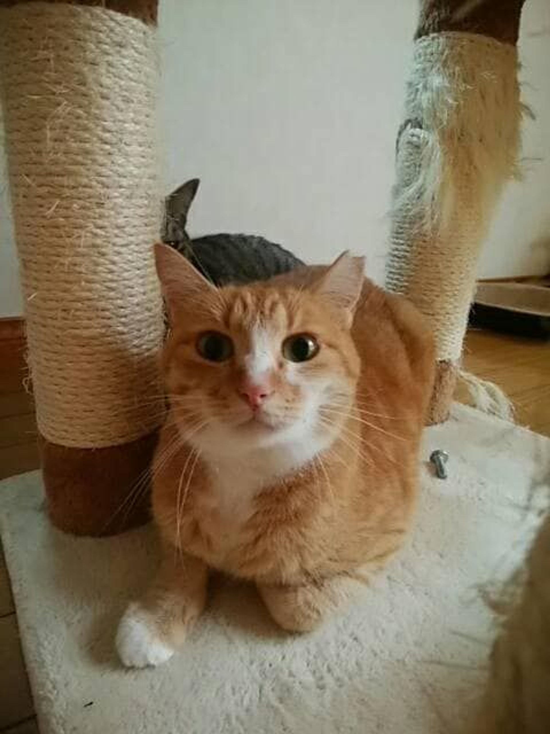 雑種（ミックス猫）・メスの里親募集の写真