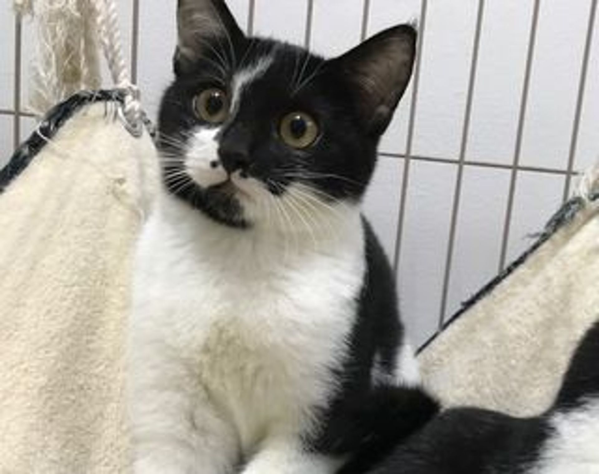 雑種（ミックス猫）・メスの里親募集の写真