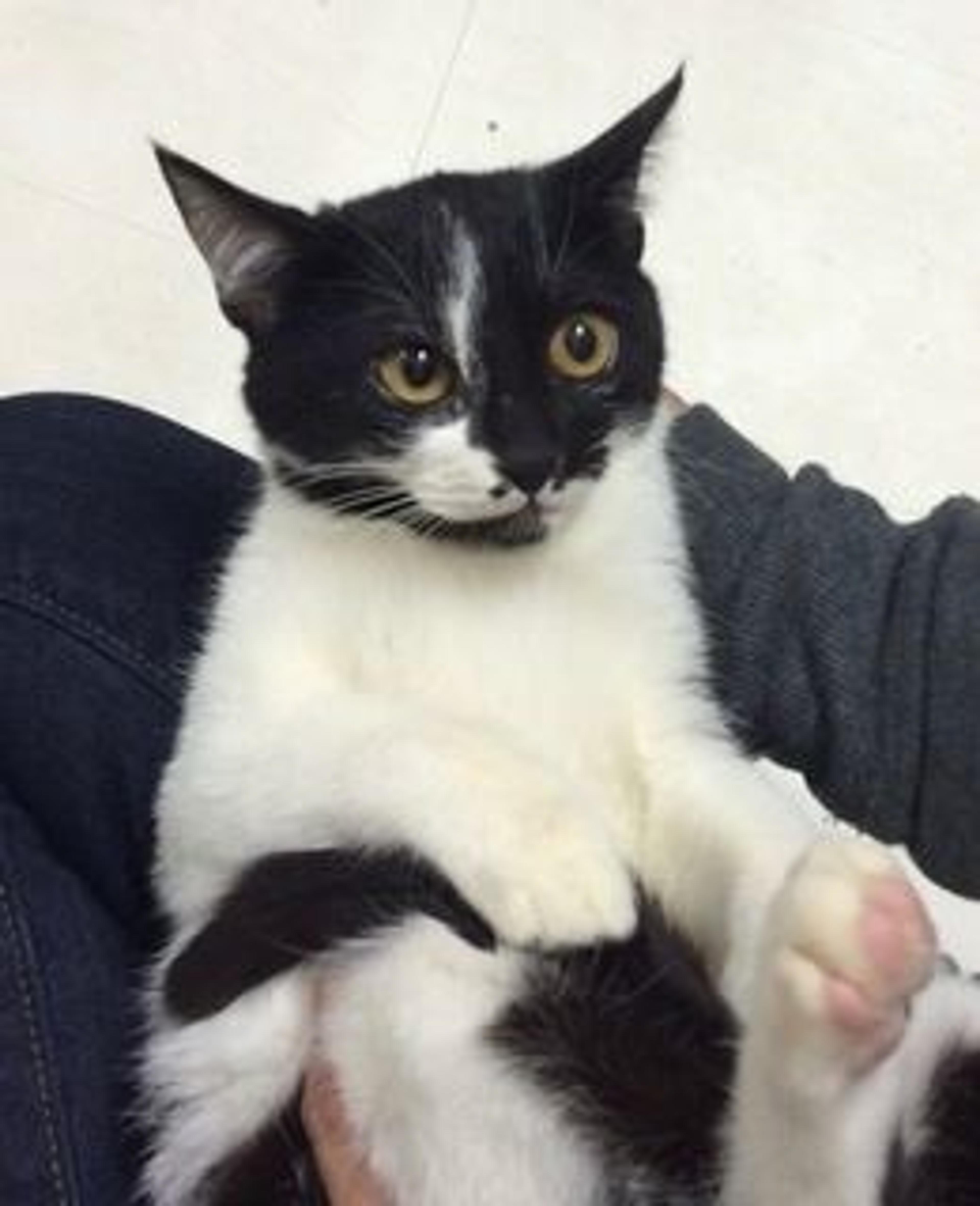 pet-image-2
