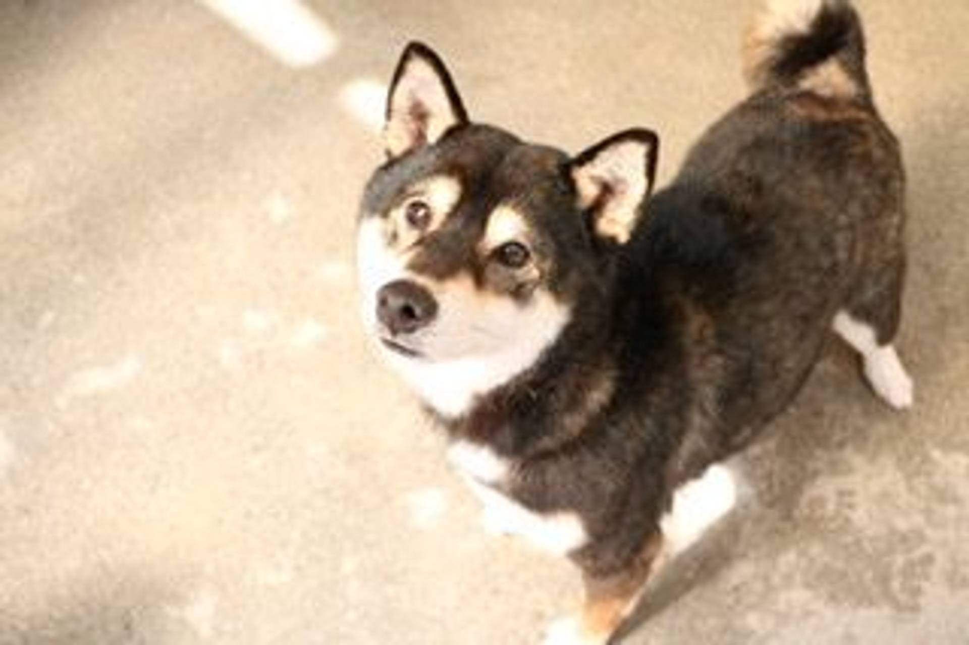 柴犬・メスの里親募集の写真