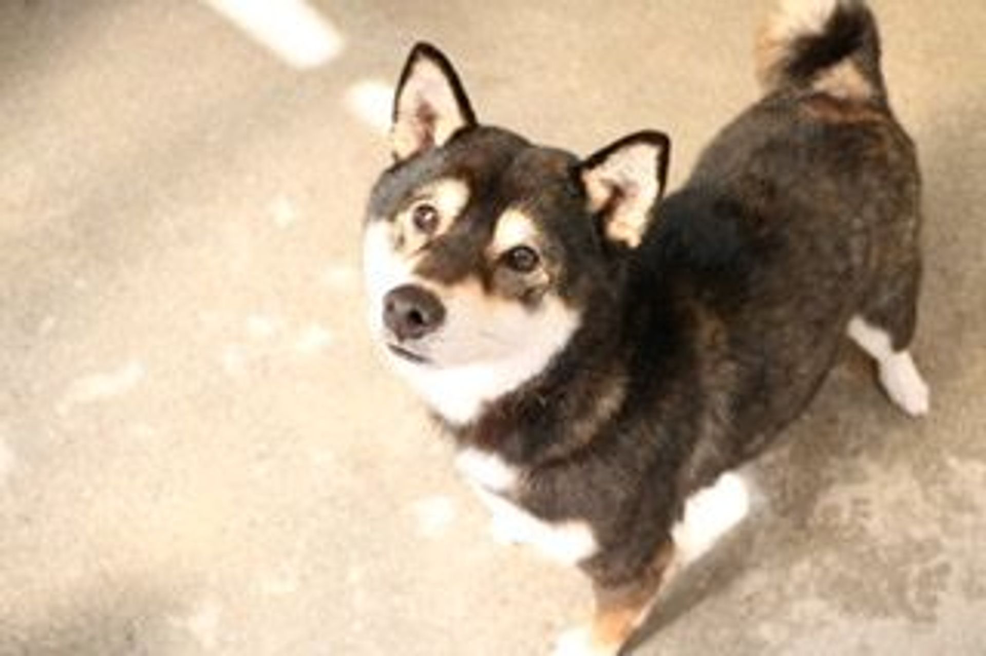柴犬・メスの里親募集の写真
