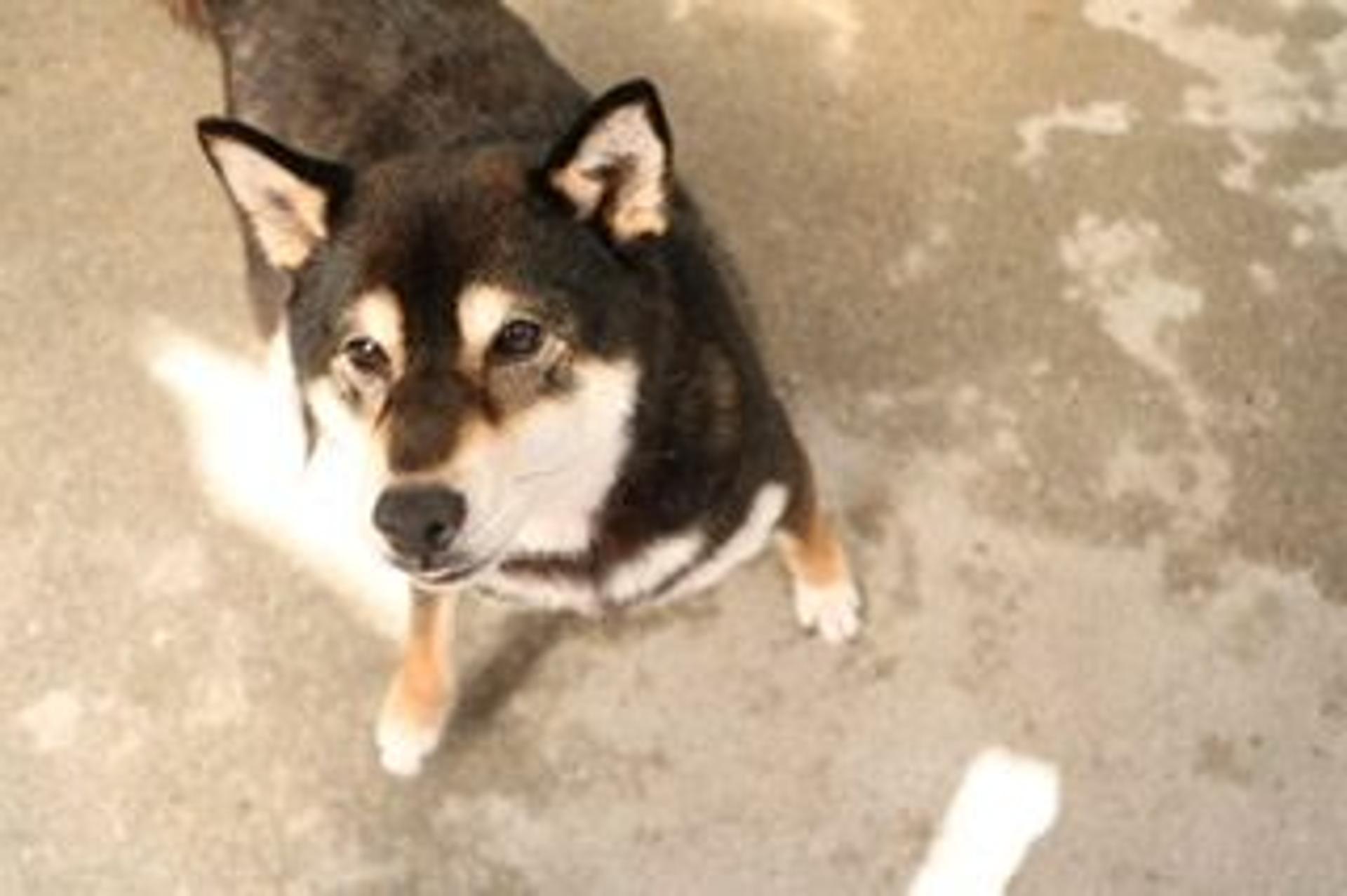 pet-image-2