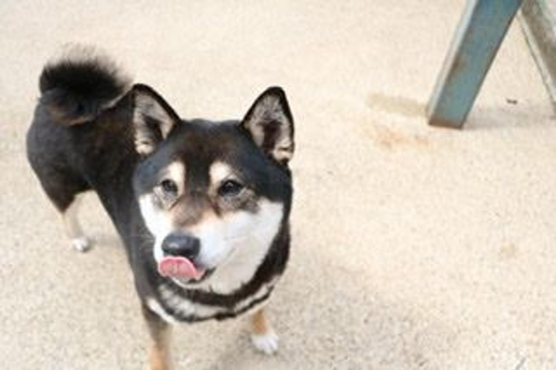 pet-image-3