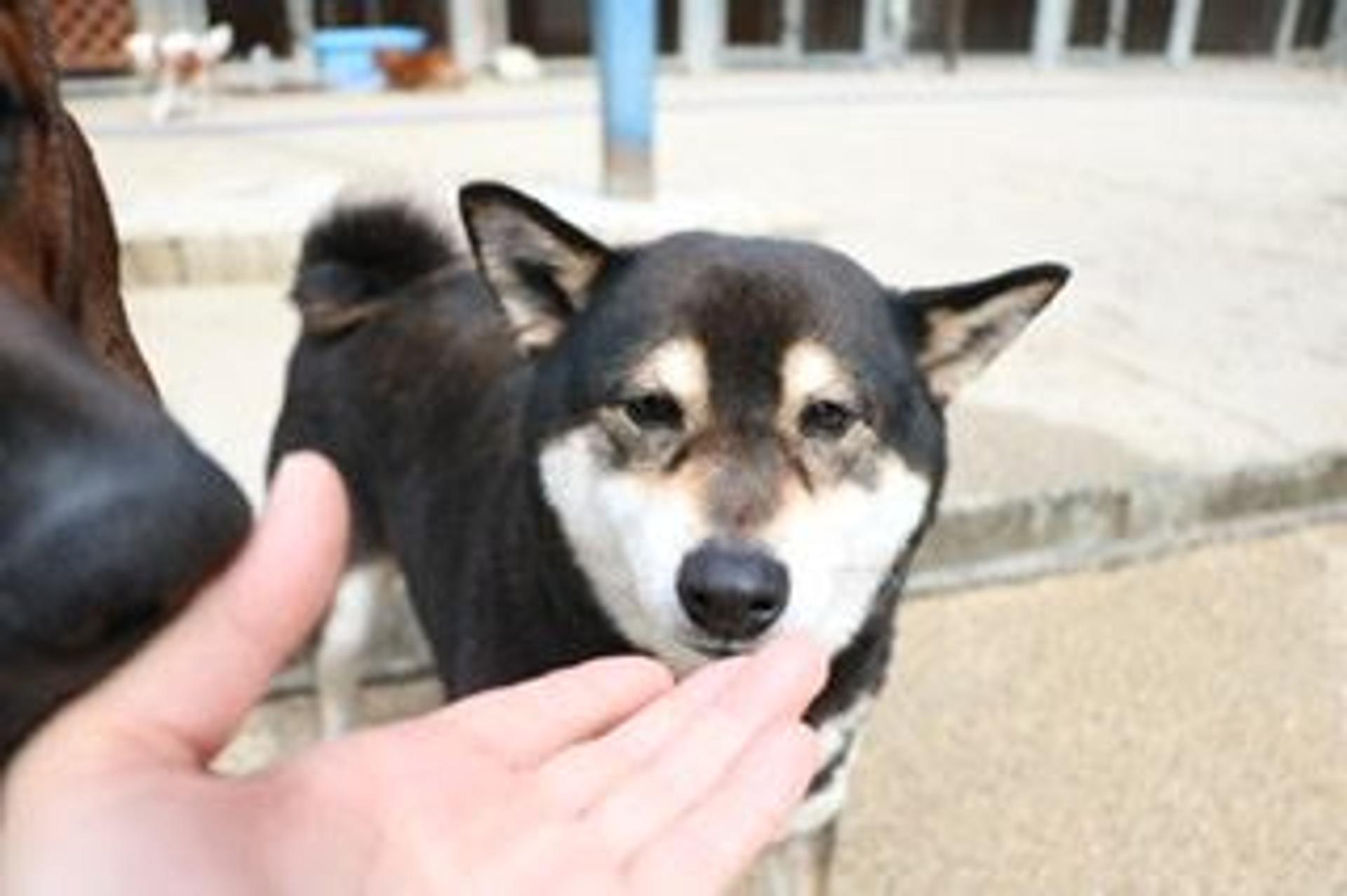 pet-image-4