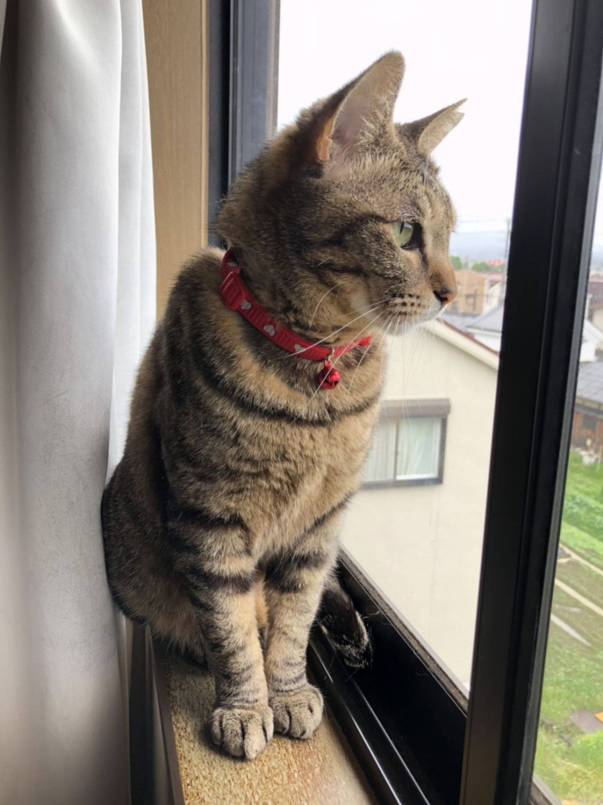 雑種（ミックス猫）・メスの里親募集の写真