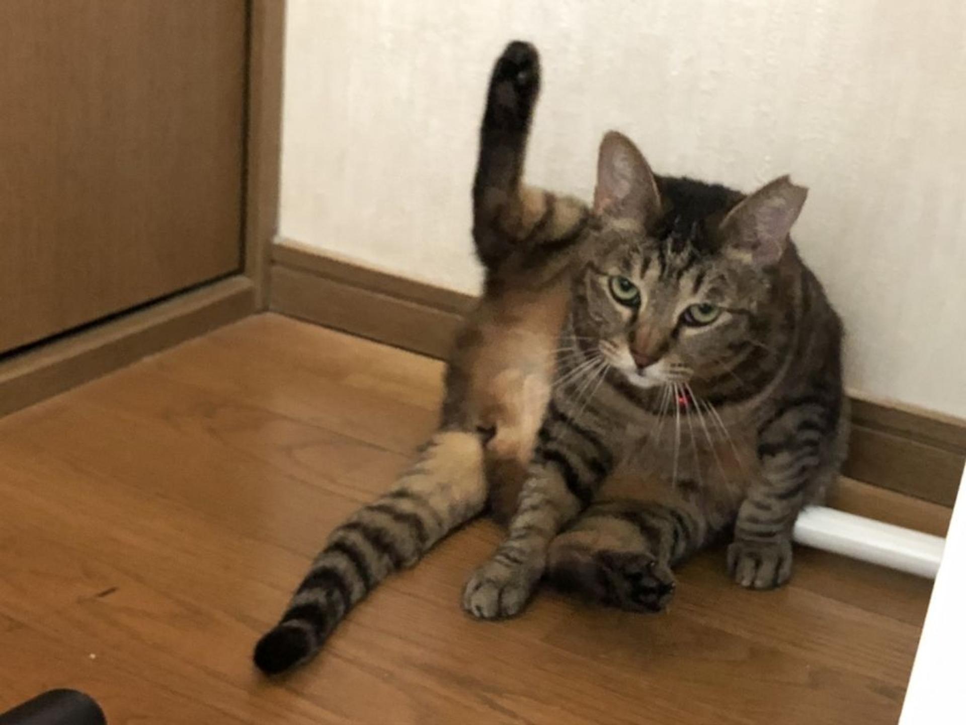 pet-image-3