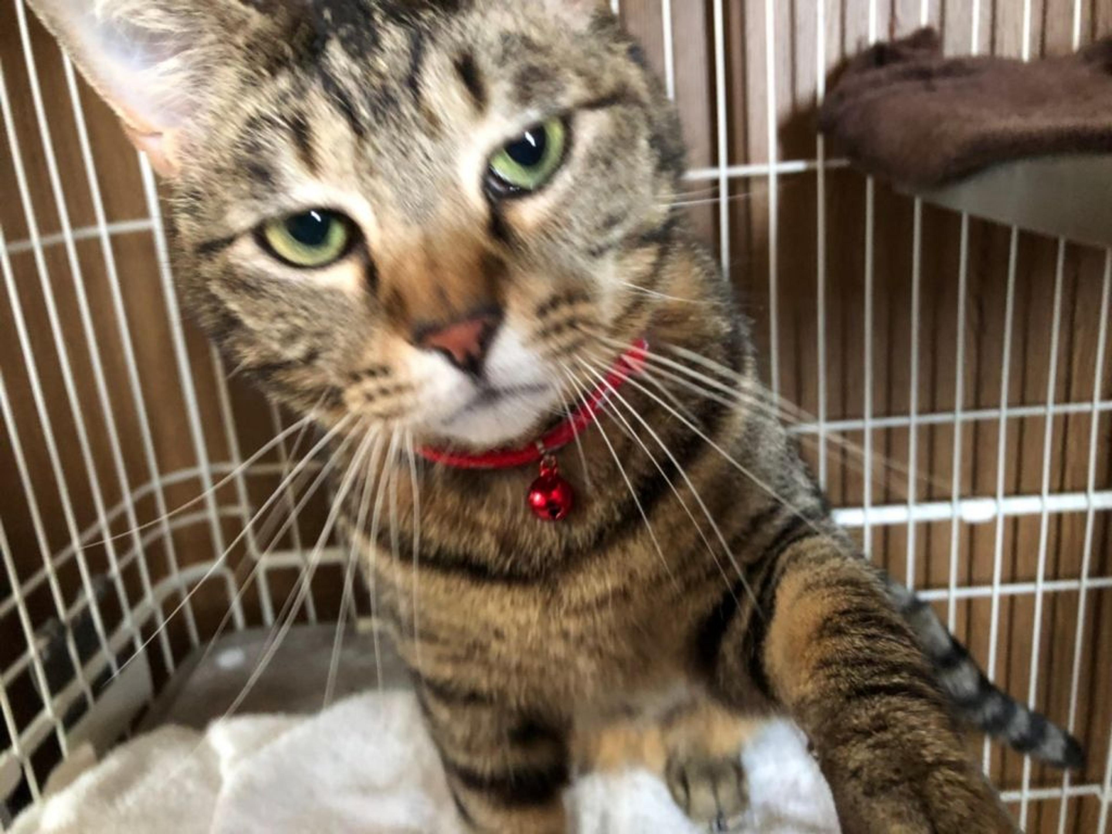 pet-image-4