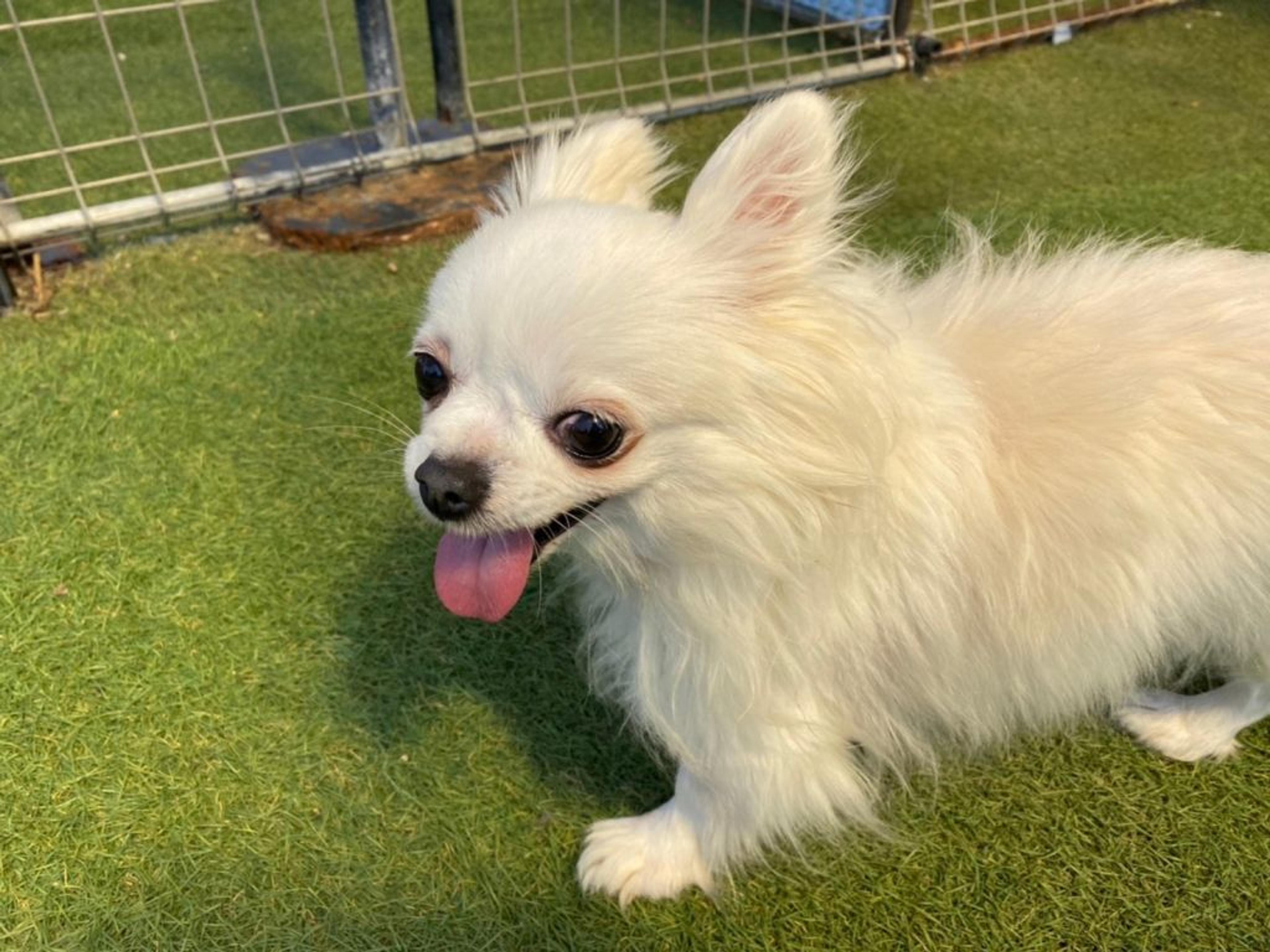 pet-image-2
