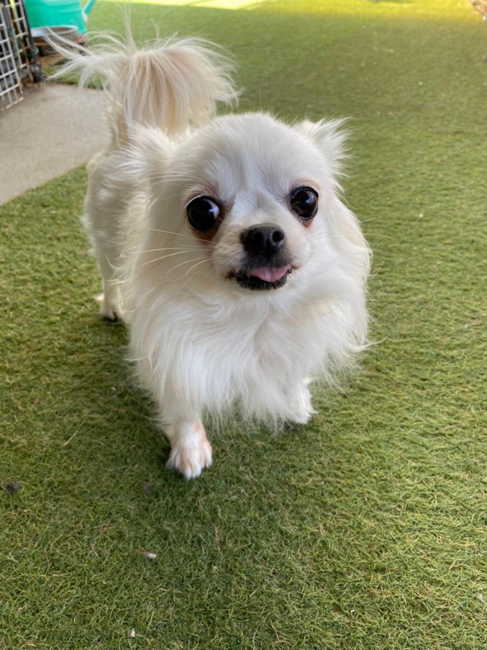 pet-image-3