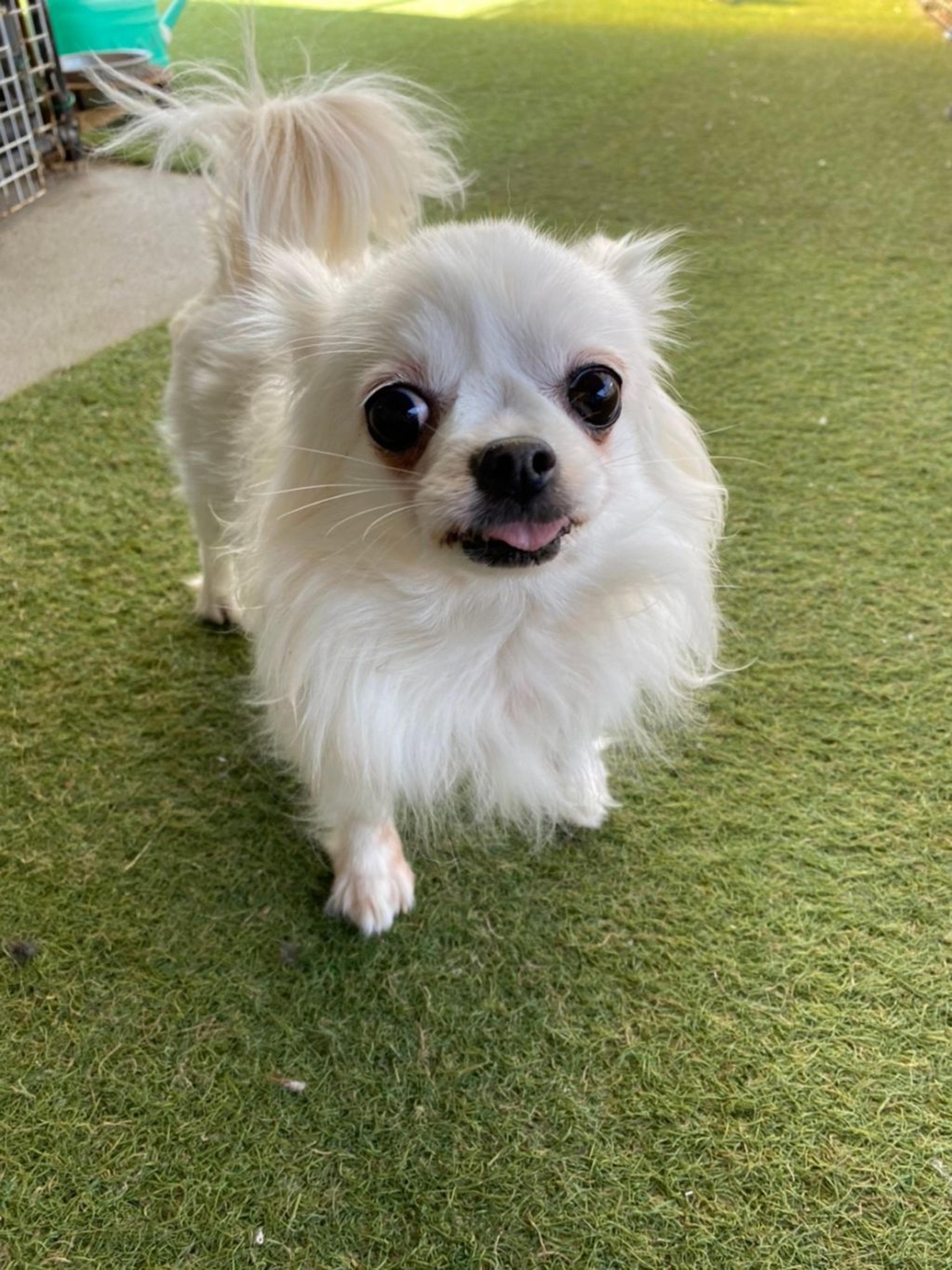 pet-image-3