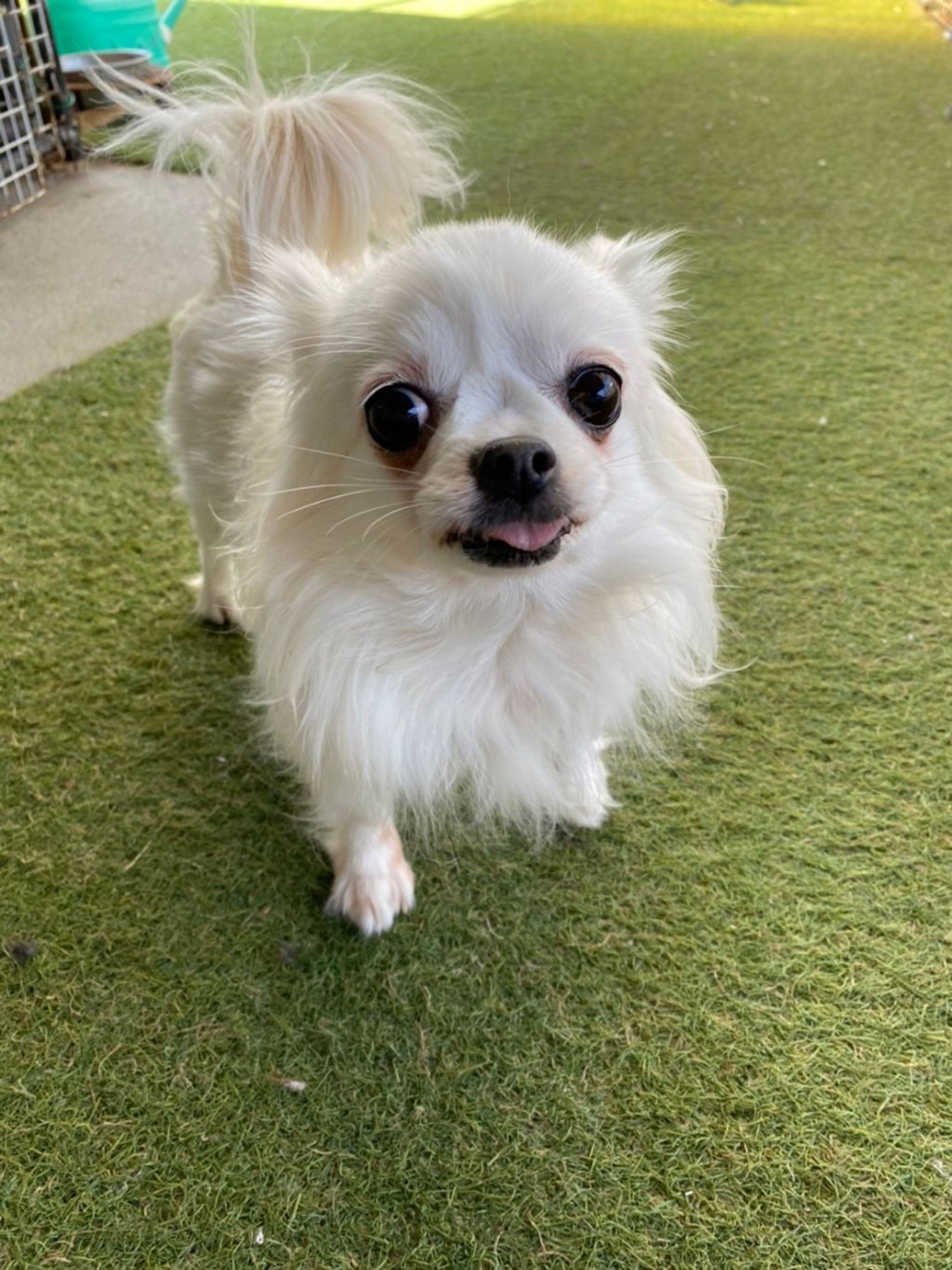 pet-image-3