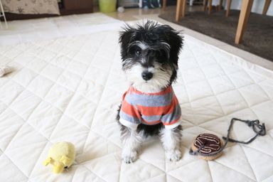 デニスの写真