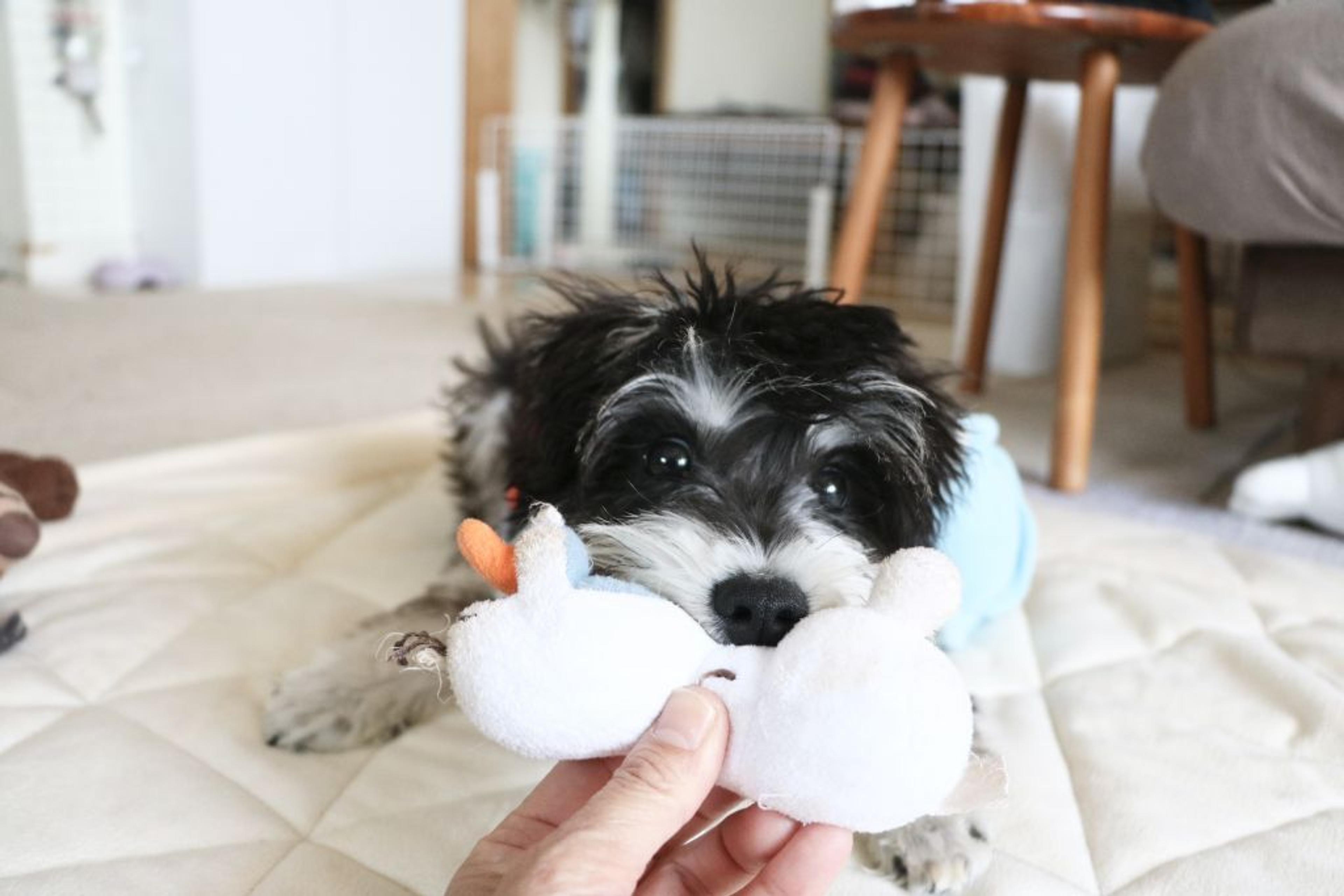 pet-image-2