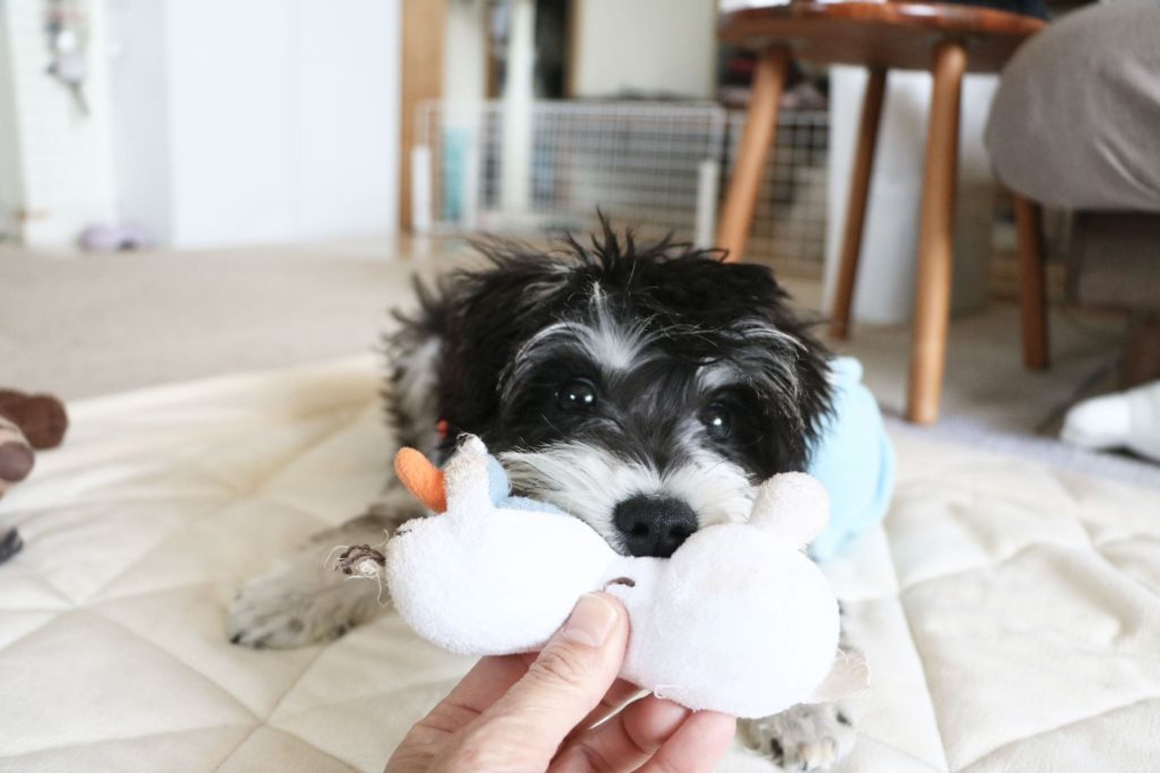 pet-image-2