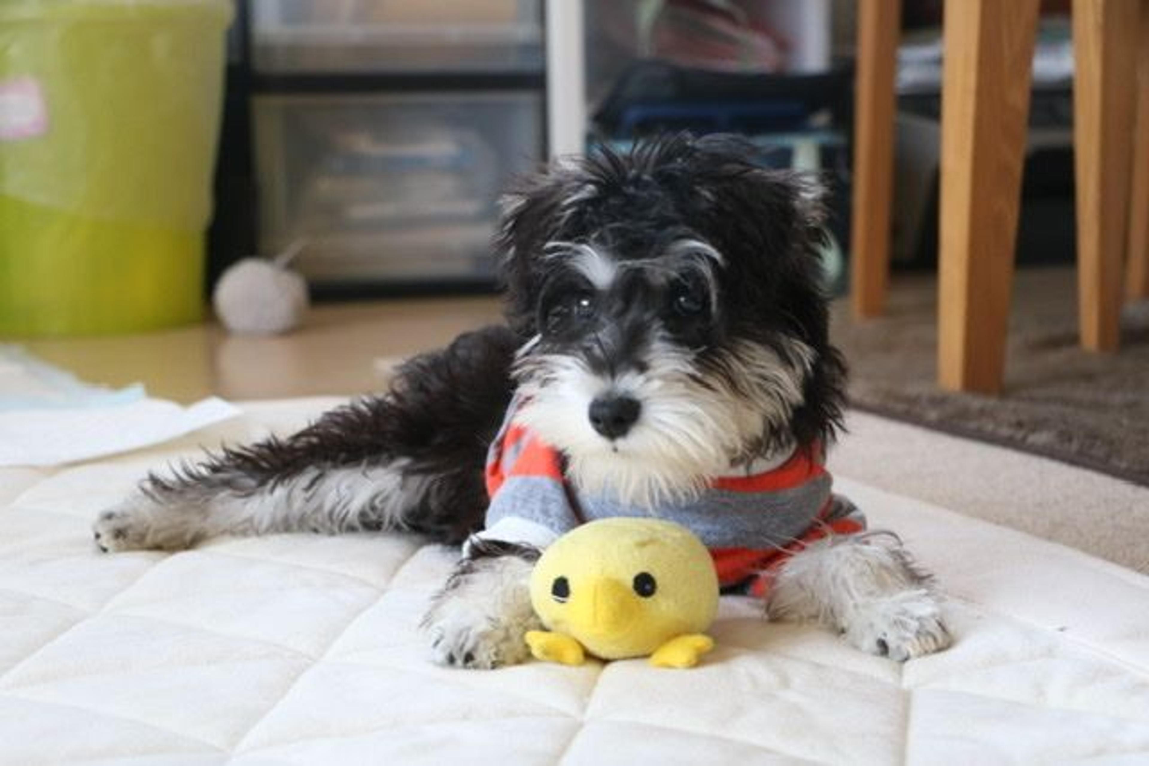 pet-image-3